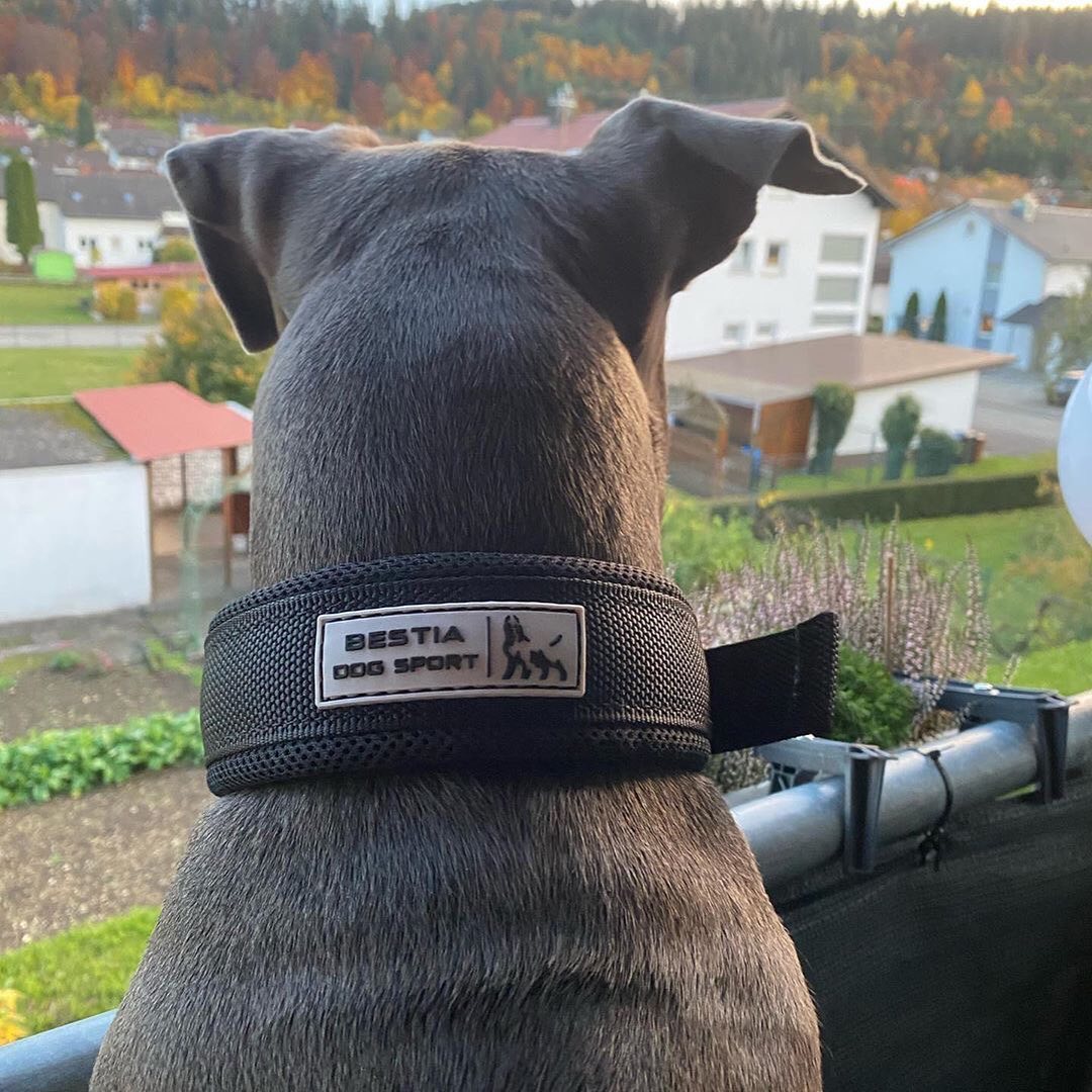 BESTIA Dog Sport Fast Release Collar – Black & Gold Heavy-Duty Training Collar
