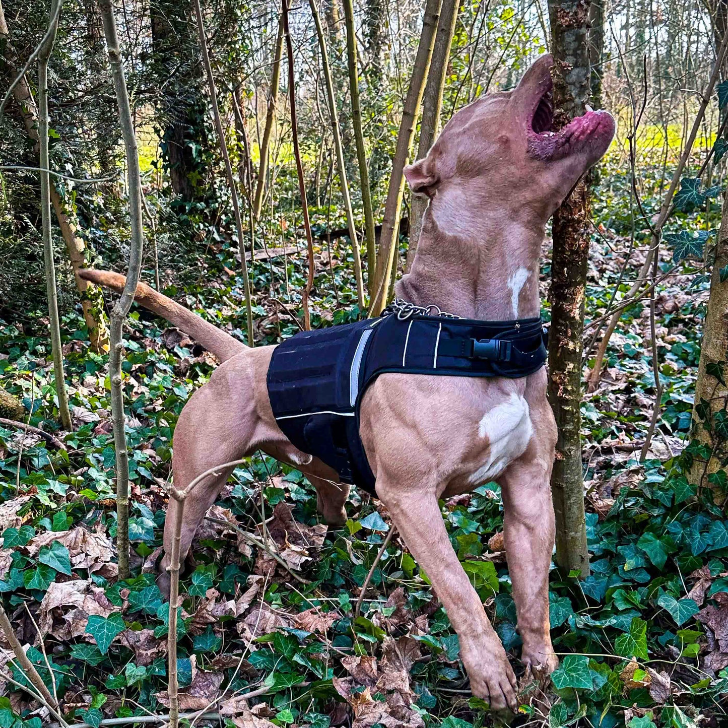 BESTIA Dog Sport Weighted Harness – Adjustable Resistance Dog Training Harness