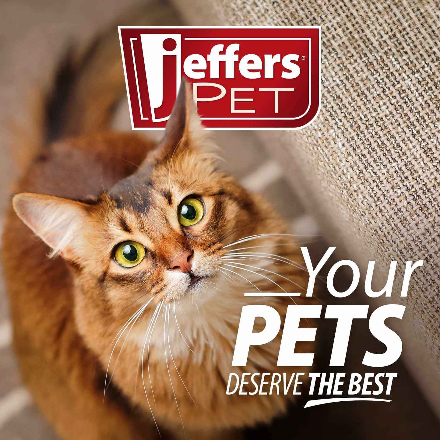 Jeffers BELLY BUDDY Probiotic Supplement Packets for Cats – Multi-Strain Digestive & Immune Support