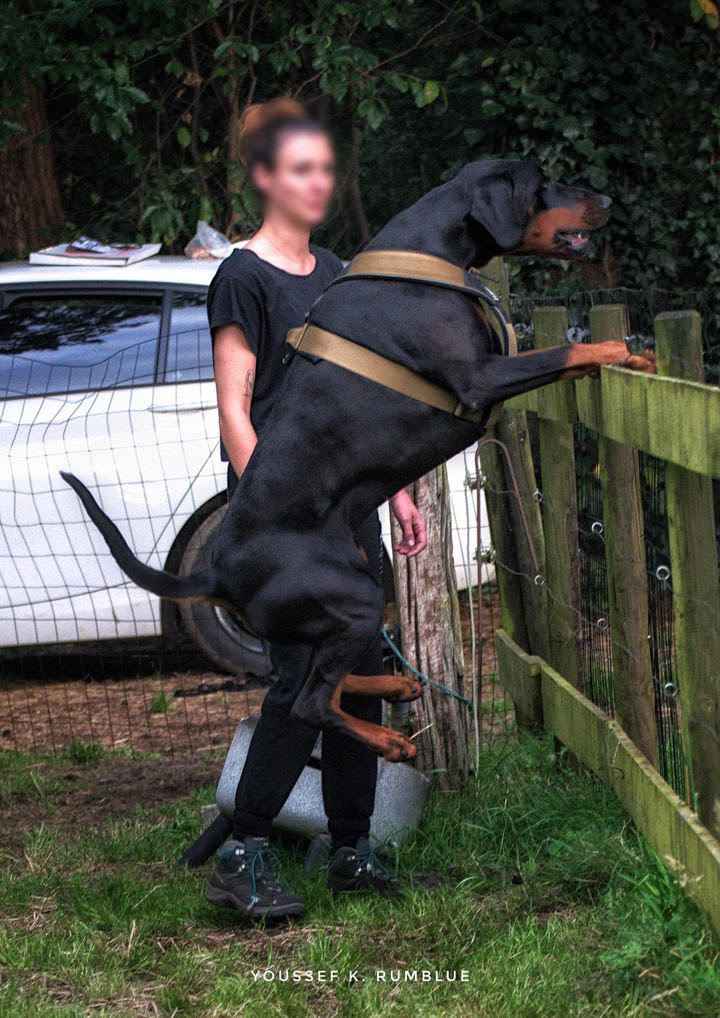 BESTIA DOG SPORT GripPro Heavy Duty Harness