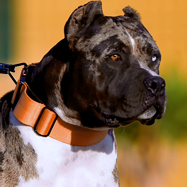 BESTIA Dog Sport Grip Pro Handle Collar – Built-In Control Handle Dog Training Collar
