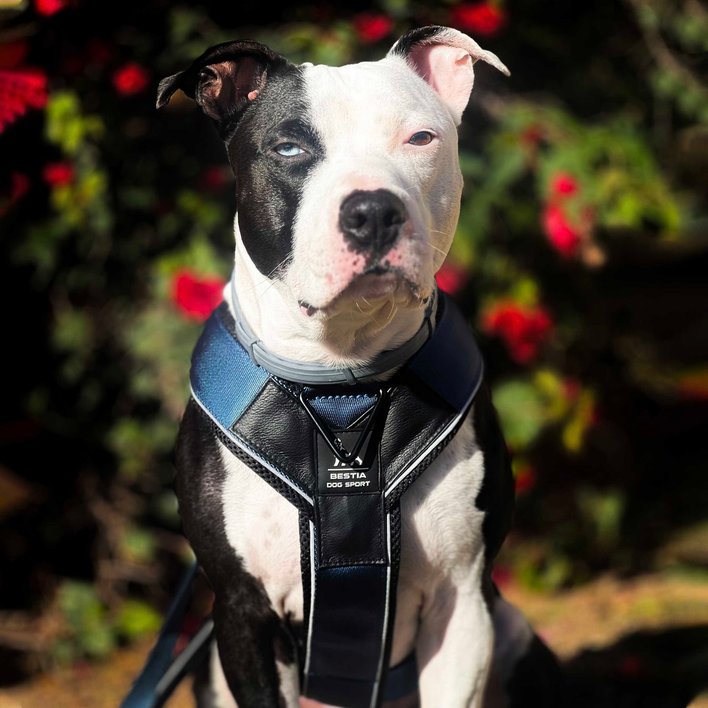 BESTIA Dog Sport Grip Pro Heavy Duty Harness – Triple D-Ring Dog Training Harness