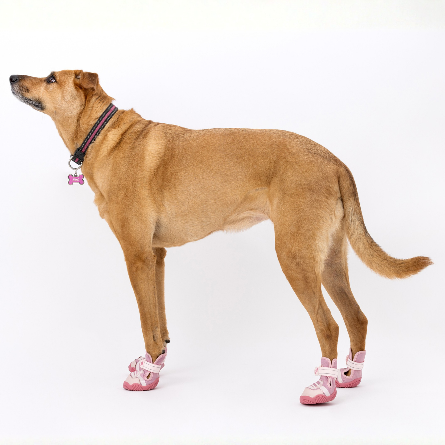 The Kai Dog Sneaker – All-Season Sport Shoes for Dogs
