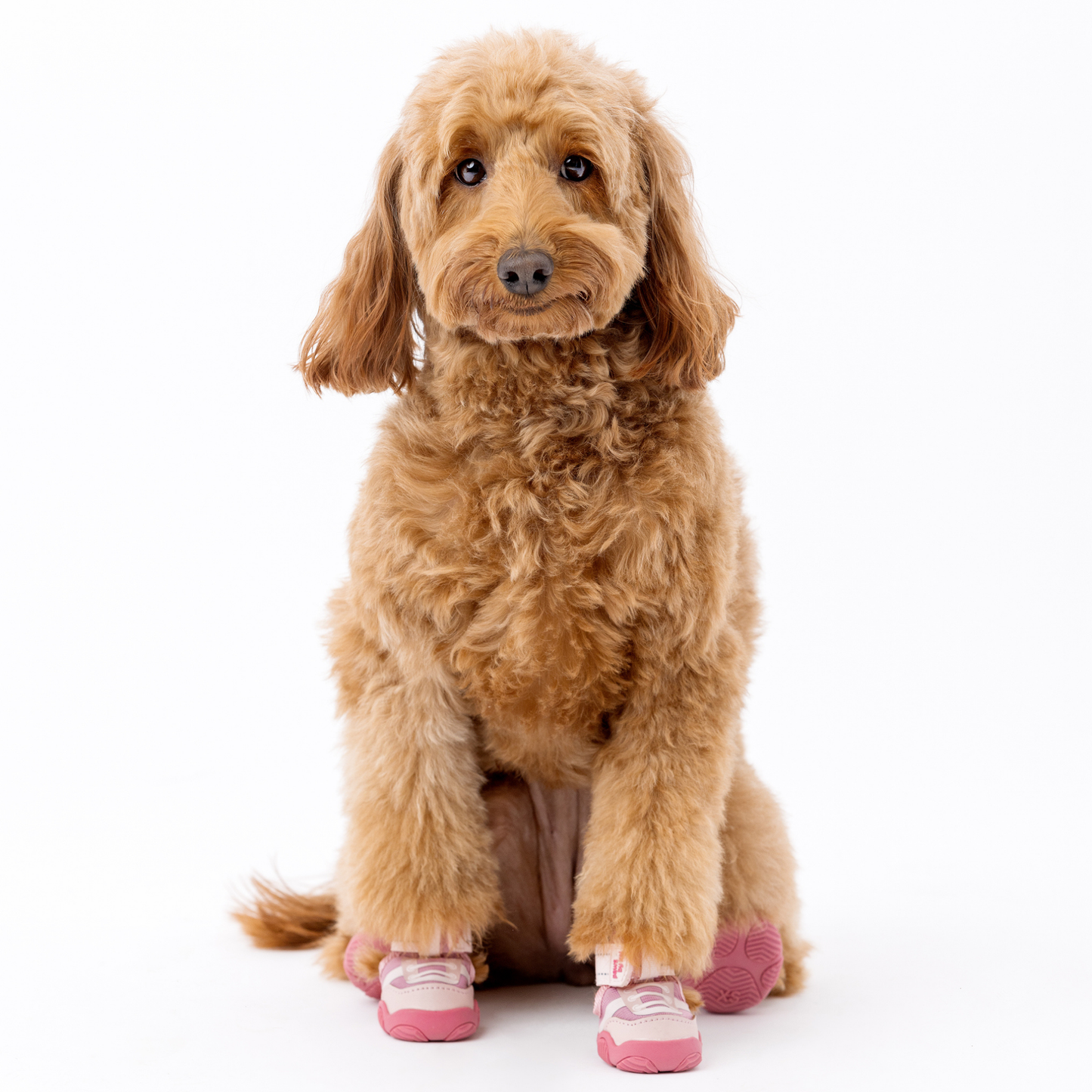 The Kai Dog Sneaker – All-Season Sport Shoes for Dogs