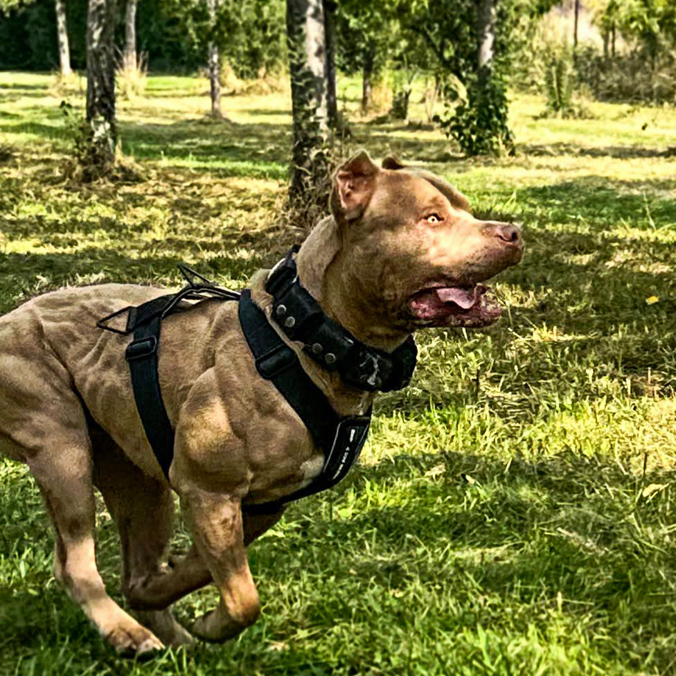 BESTIA Dog Sport Grip Pro Basic Harness – Triple D-Ring Dog Training Harness