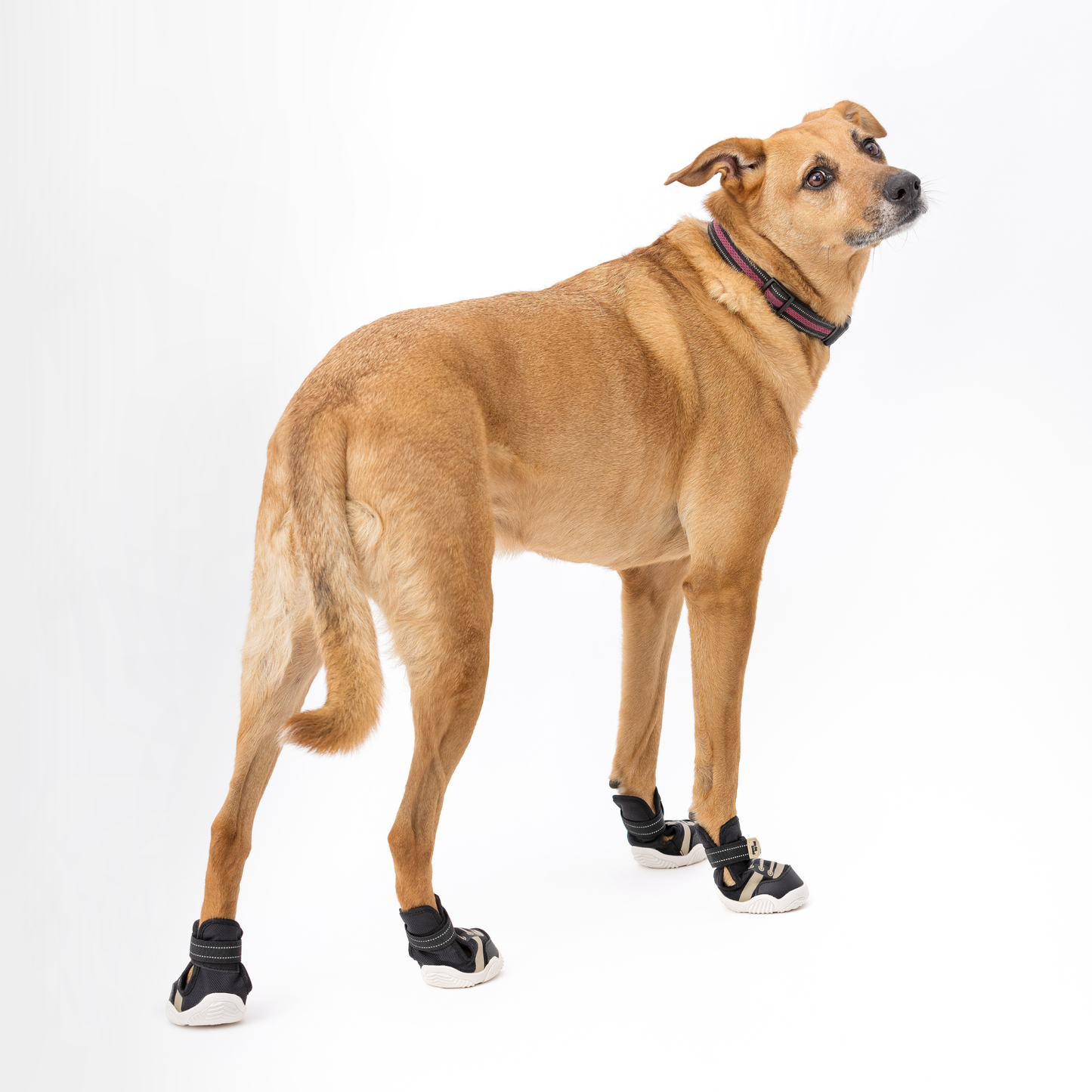 The Kai Dog Sneaker – All-Season Sport Shoes for Dogs