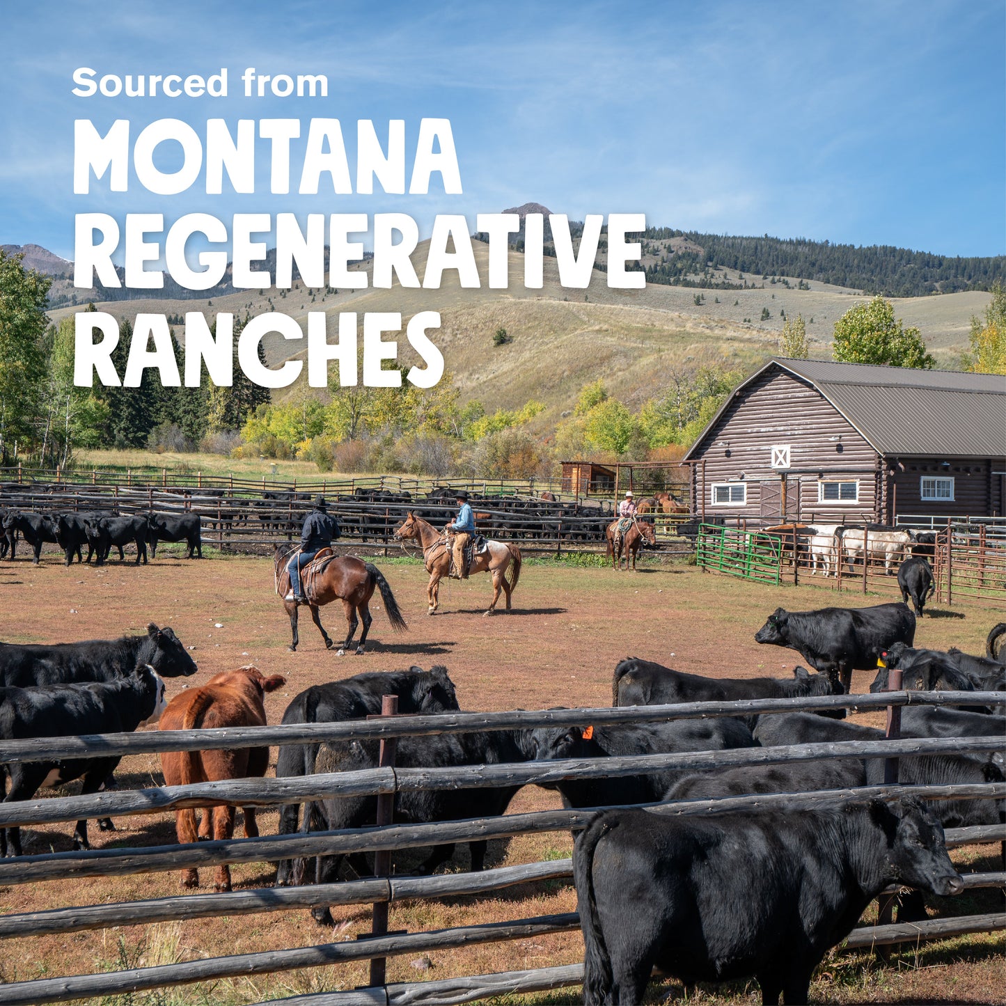 West Paw Air-Dried Beef Stick Dog Treats – Regenerative Ranch, Organ-Rich | High-Reward