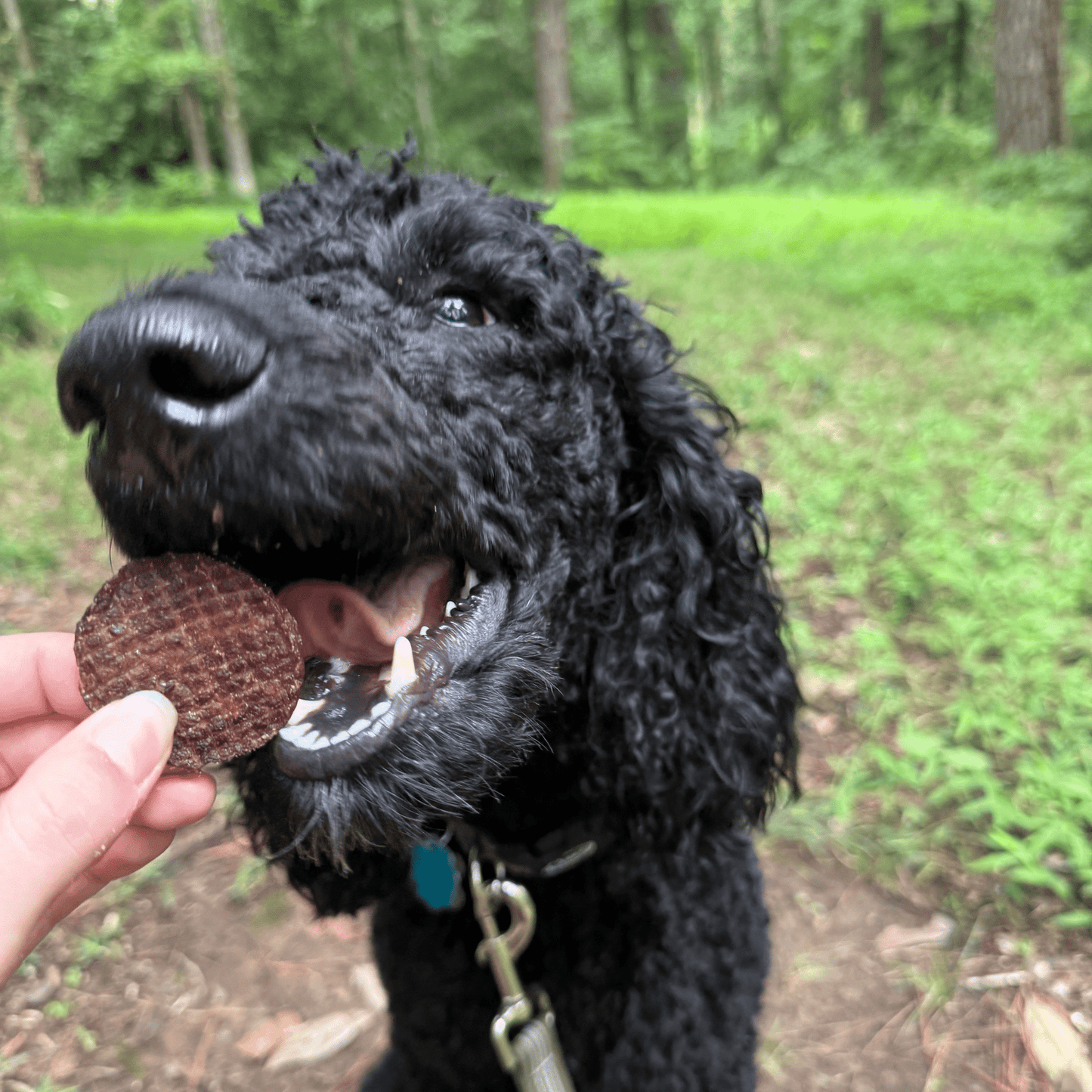 Beef Chips for Dogs – Single-Ingredient, Human-Grade | 6 Cal/Chip | Made in USA