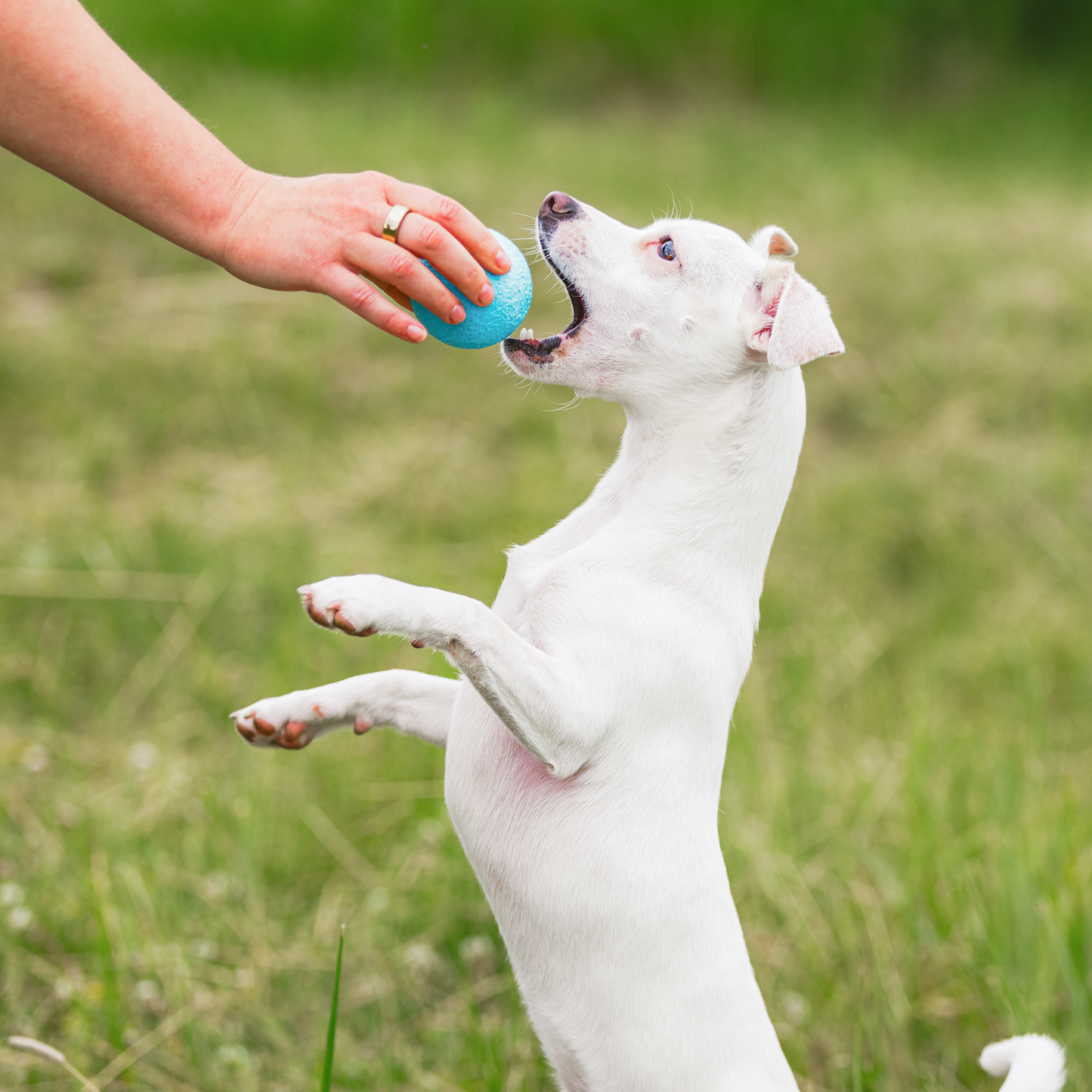 West Paw Boundr Dog Ball – Hollow Core, Tougher Than Tennis | Fetch, Chew & Float | S & L
