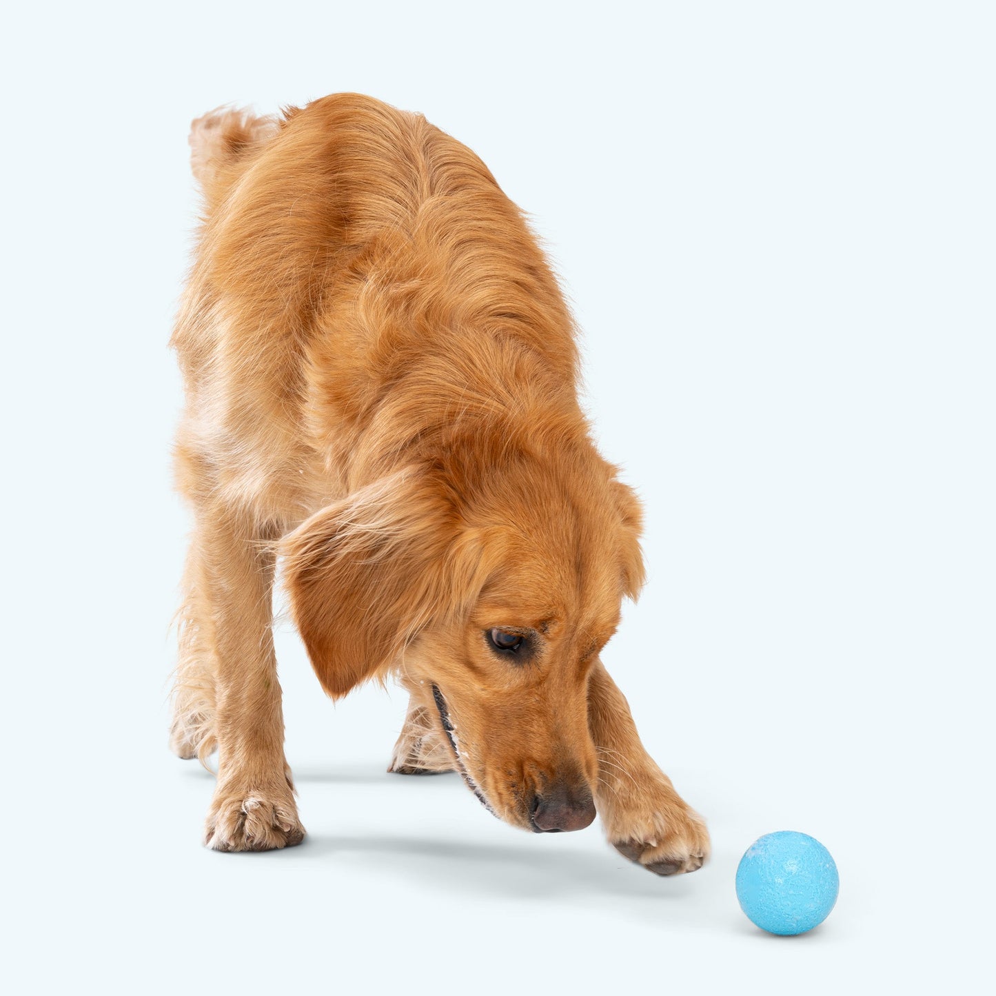 West Paw Boundr Dog Ball – Hollow Core, Tougher Than Tennis | Fetch, Chew & Float | S & L