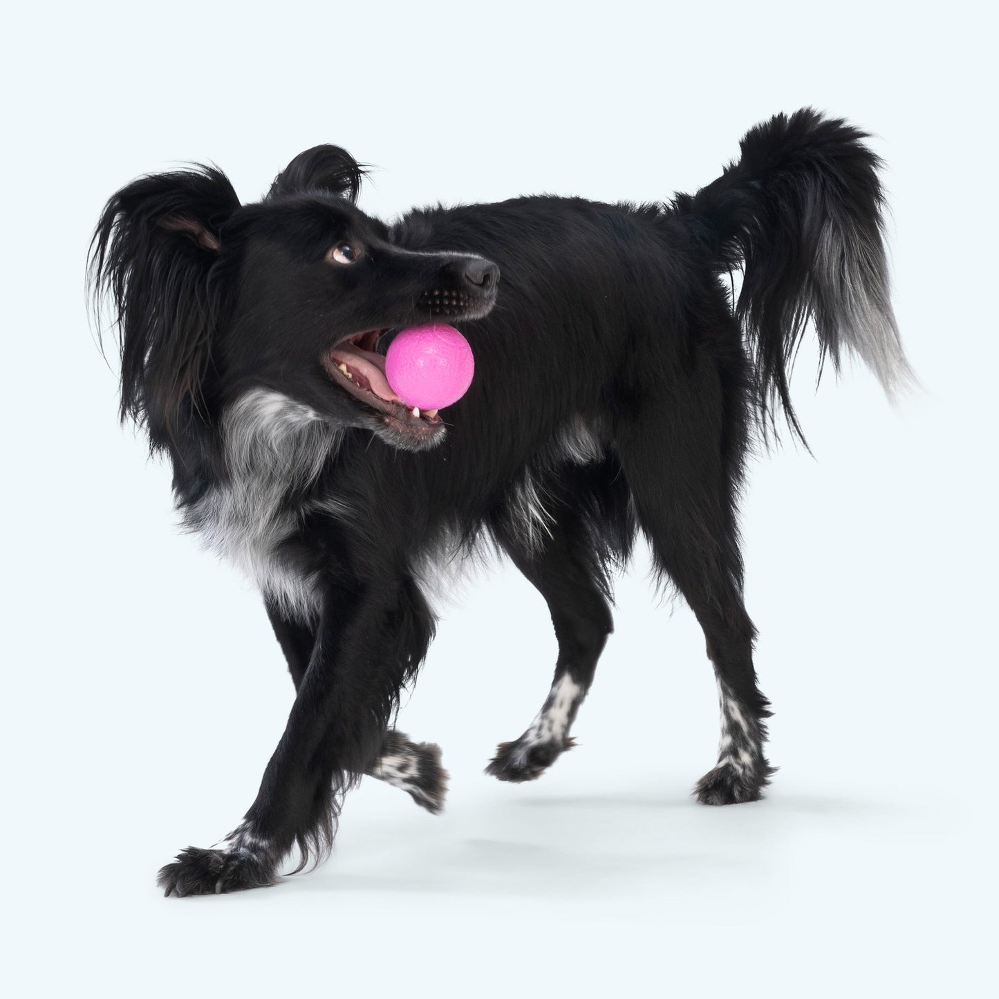 West Paw Boundr Dog Ball – Hollow Core, Tougher Than Tennis | Fetch, Chew & Float | S & L