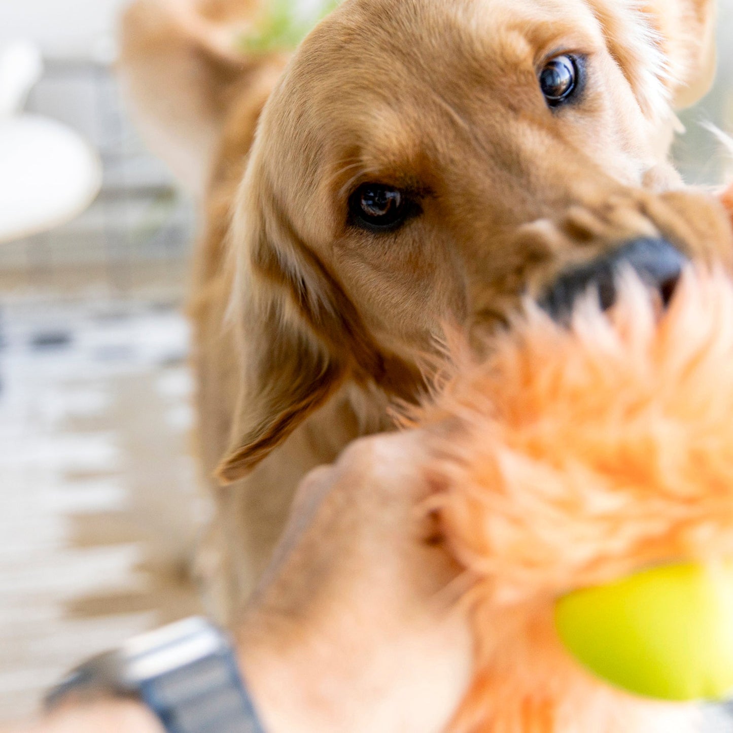 West Paw Olaf Rowdie Dog Plush Toy – Reinforced Fabric, Chew-Tough | Eco-Friendly | 3 Colors