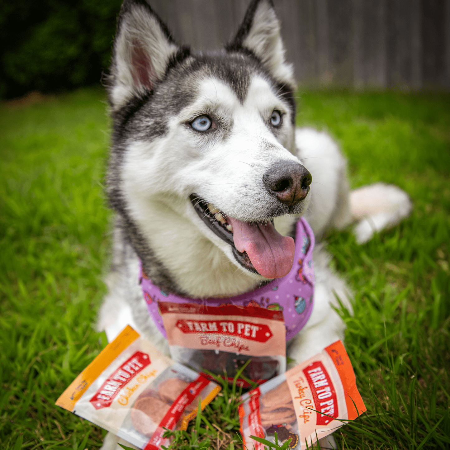 Dog Treat Sampler Snack Packs – All 4 Flavors | Chicken, Turkey, Beef & Fish | Made in USA