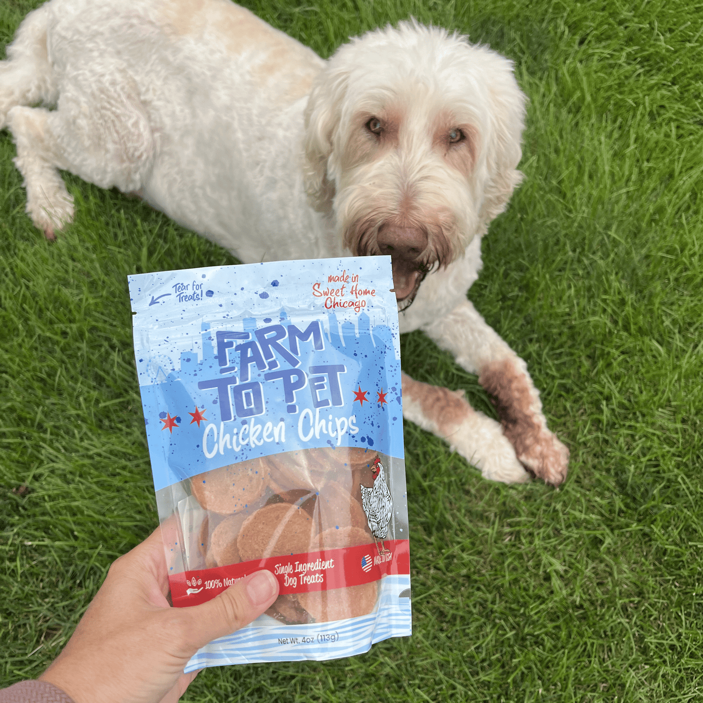 Chicago Chicken Chips for Dogs – Special Edition | Single-Ingredient, 80% Protein | Made in USA
