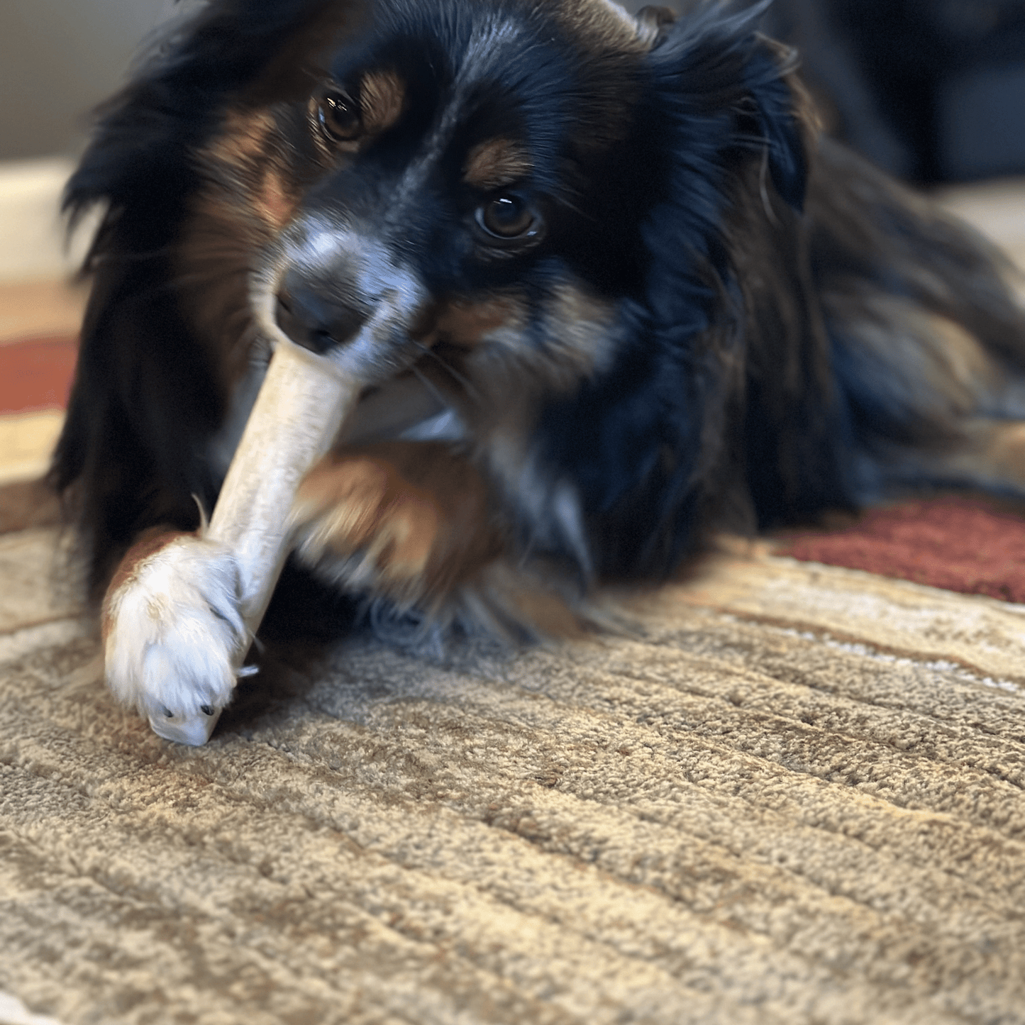 Elk Antler Dog Chews – Whole & Split | Splinter-Resistant, Non-Allergenic | Wild-Harvested Wyoming