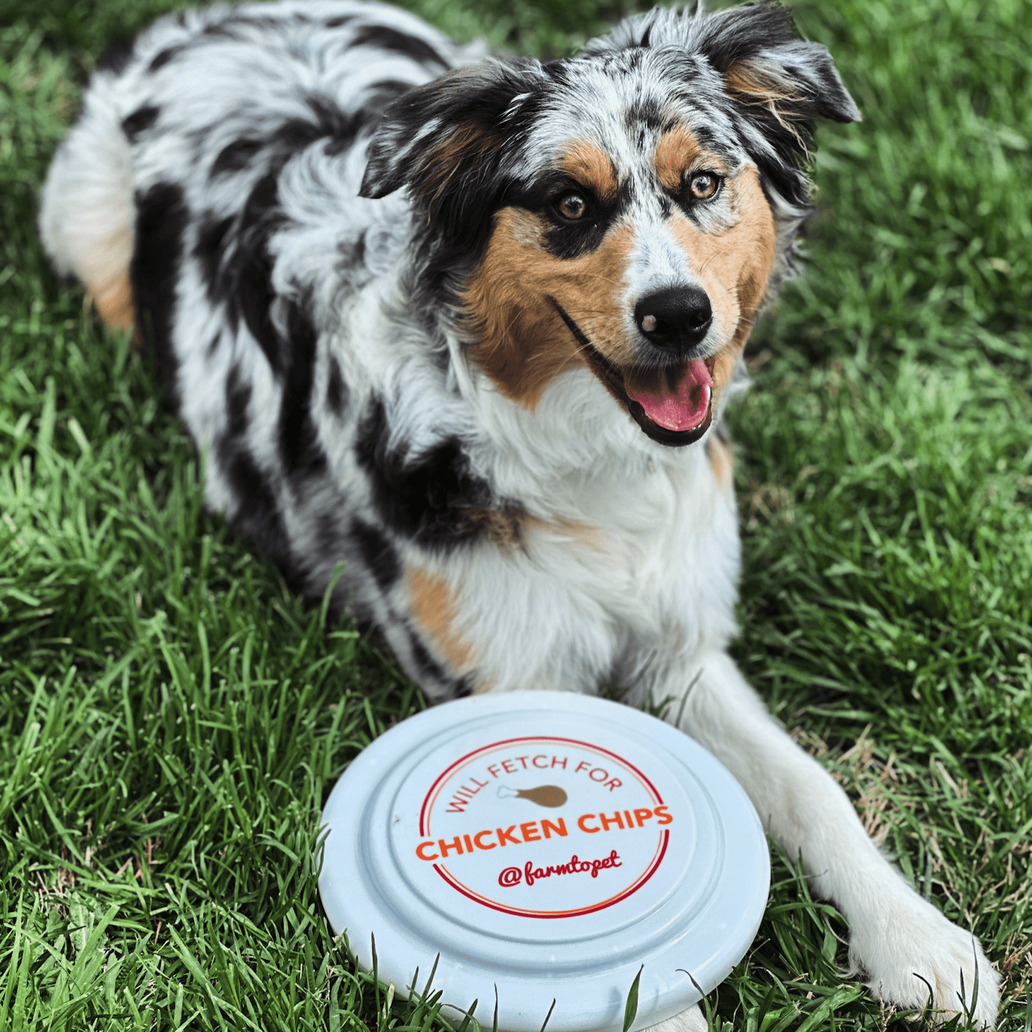 Farm to Pet Dog Frisbee – Chicken Chip-Shaped | Non-Toxic, Impact-Resistant | Made in USA