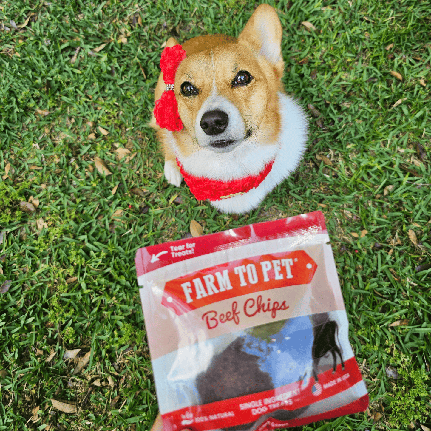 Beef Chips Snack Packs – Single-Ingredient Beef Dog Treats | Training & Travel
