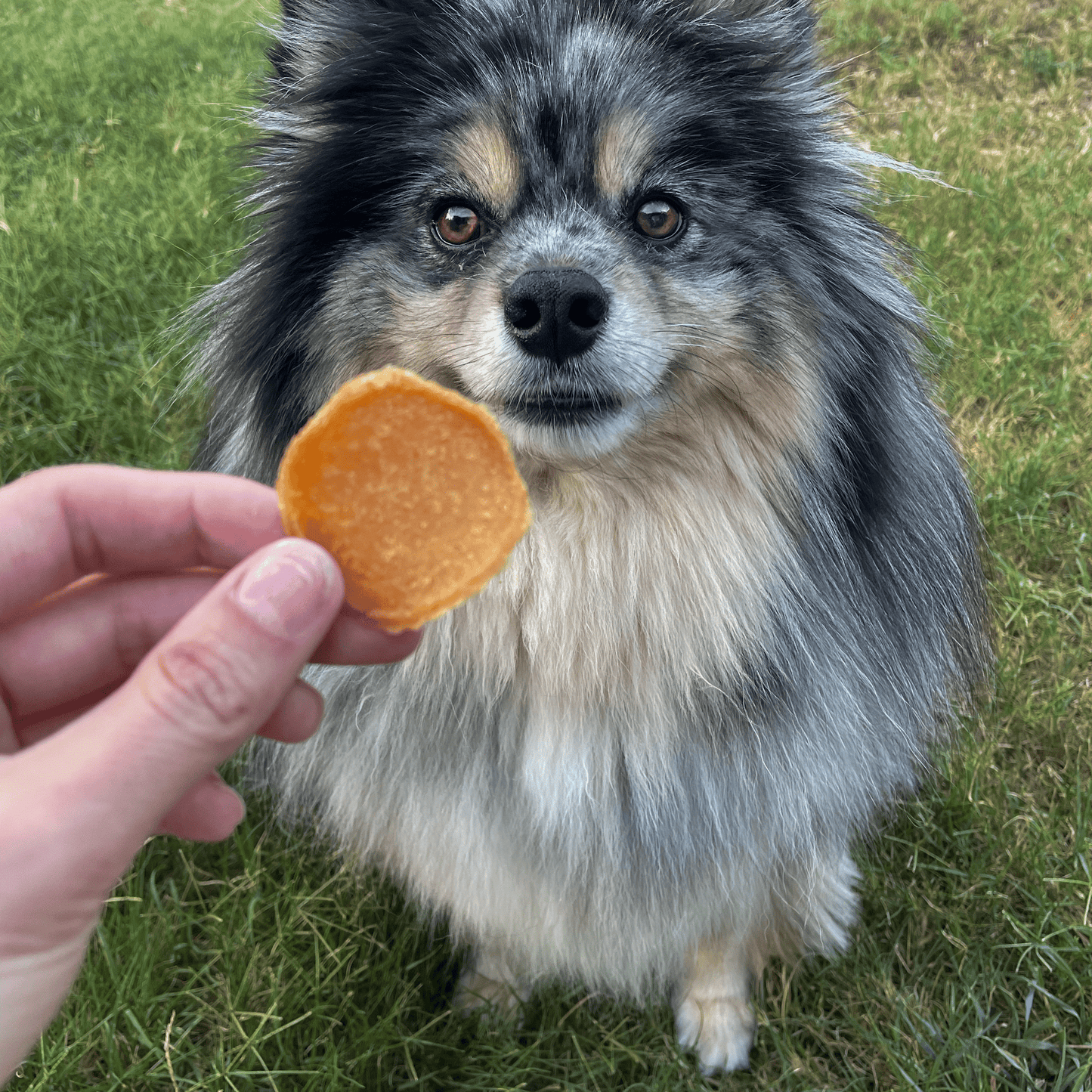 Chicago Chicken Chips for Dogs – Special Edition | Single-Ingredient, 80% Protein | Made in USA
