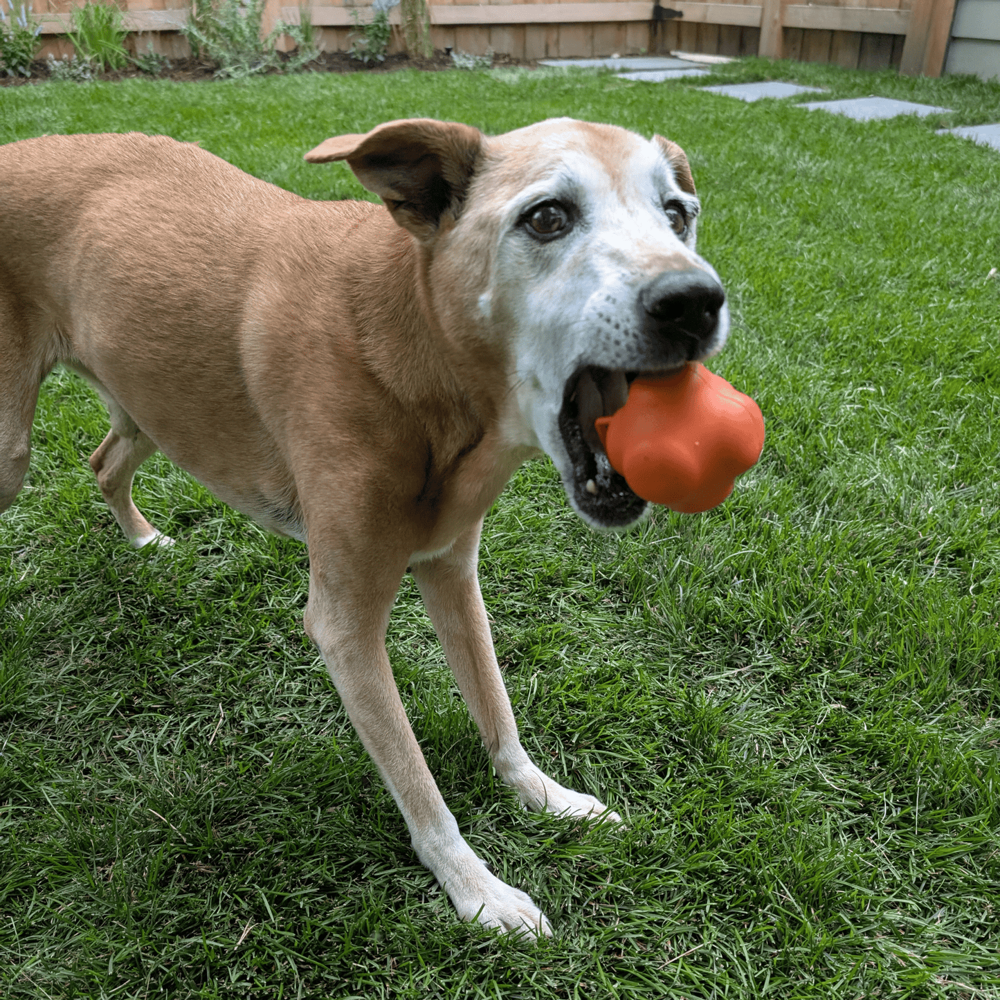 SodaPup Dog Fetch Balls – Floating, Glow-in-Dark & Bounce | Durable | Made in USA