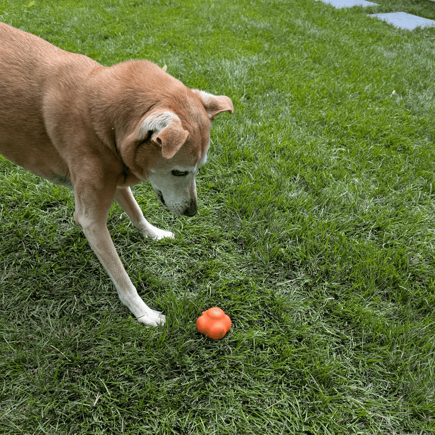 SodaPup Dog Fetch Balls – Floating, Glow-in-Dark & Bounce | Durable | Made in USA