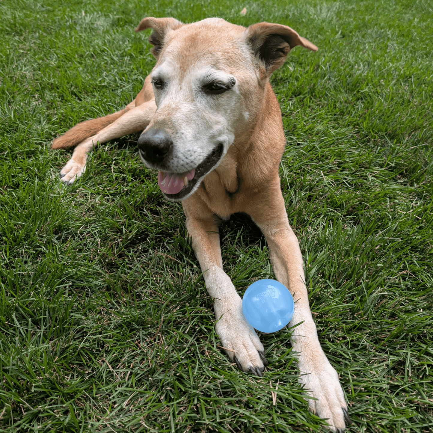 SodaPup Dog Fetch Balls – Floating, Glow-in-Dark & Bounce | Durable | Made in USA