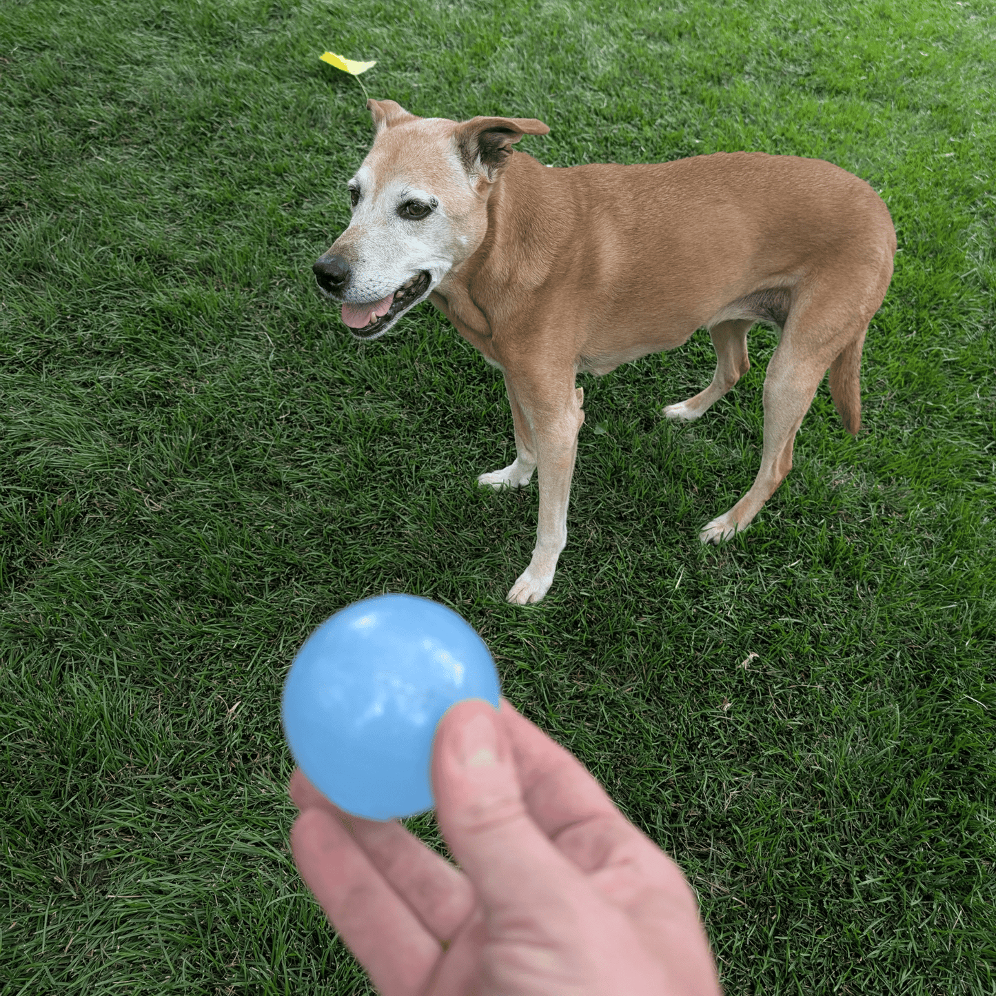 SodaPup Dog Fetch Balls – Floating, Glow-in-Dark & Bounce | Durable | Made in USA