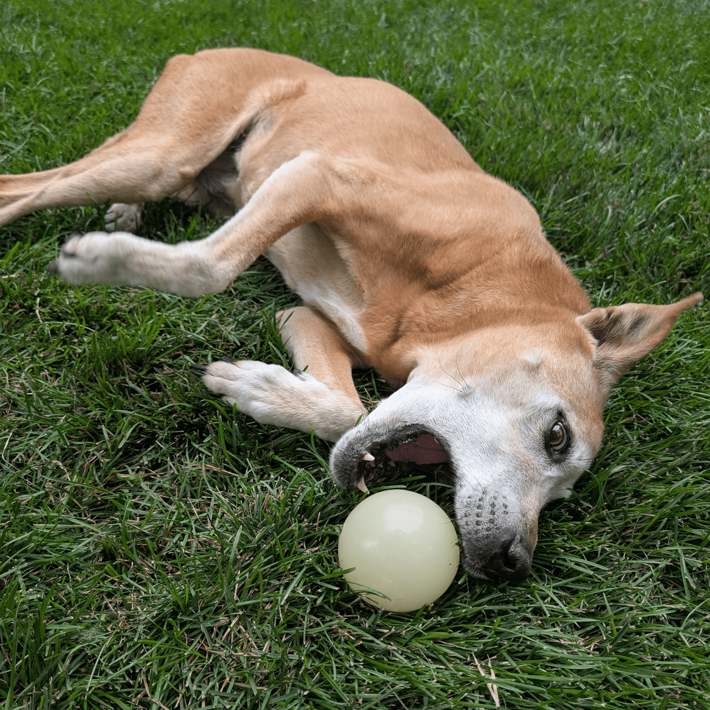 SodaPup Dog Fetch Balls – Floating, Glow-in-Dark & Bounce | Durable | Made in USA
