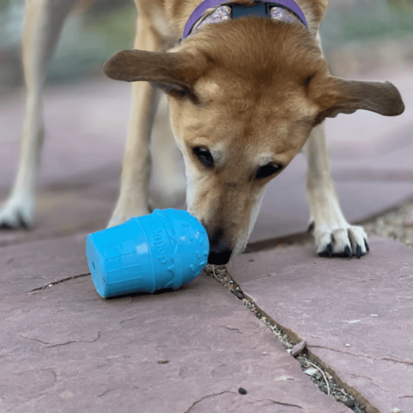 SodaPup Dog Treat Dispensers – Enrichment Feeder | Dishwasher Safe | Made in USA | 6 Styles