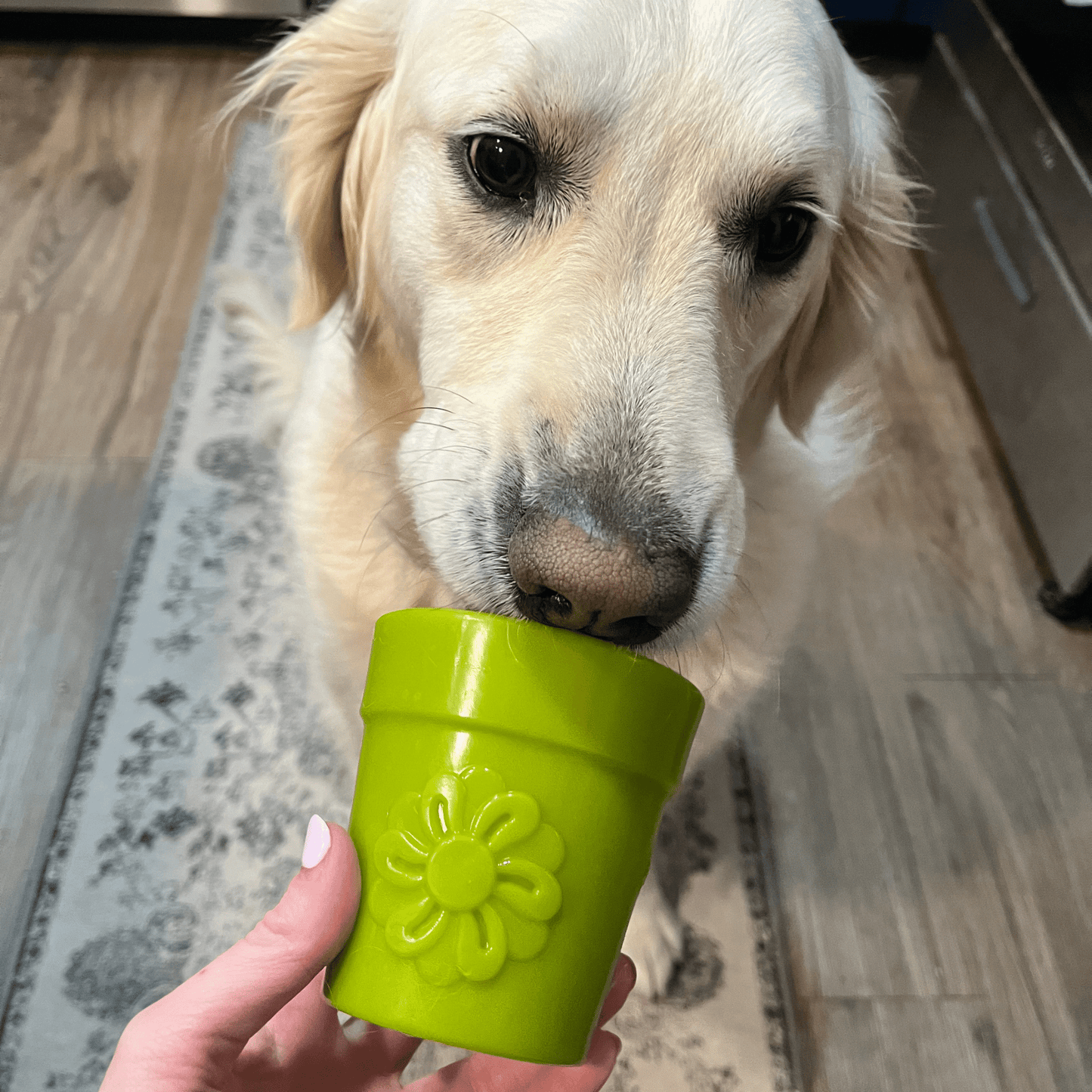 SodaPup Dog Treat Dispensers – Enrichment Feeder | Dishwasher Safe | Made in USA | 6 Styles
