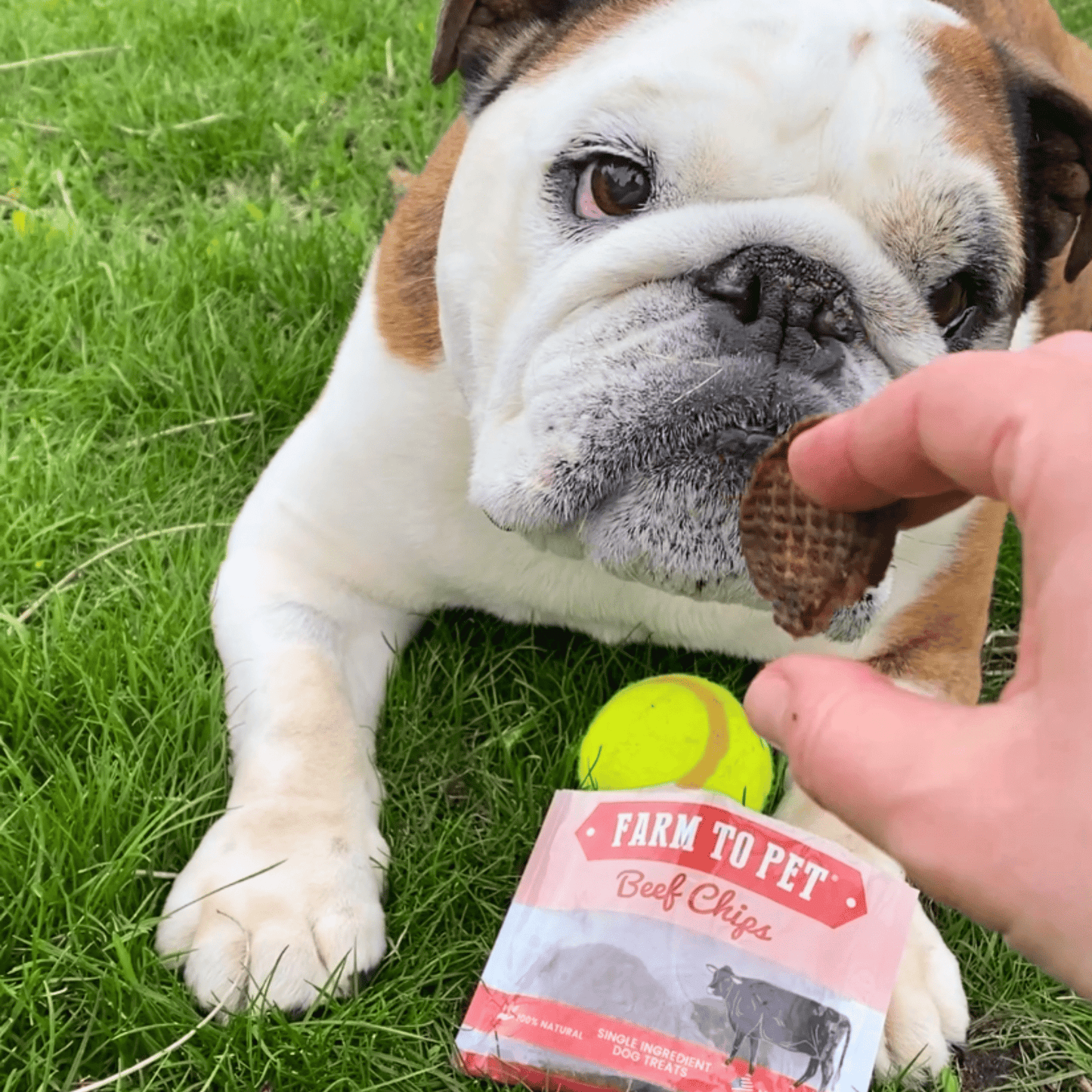 Beef Chips Snack Packs – Single-Ingredient Beef Dog Treats | Training & Travel
