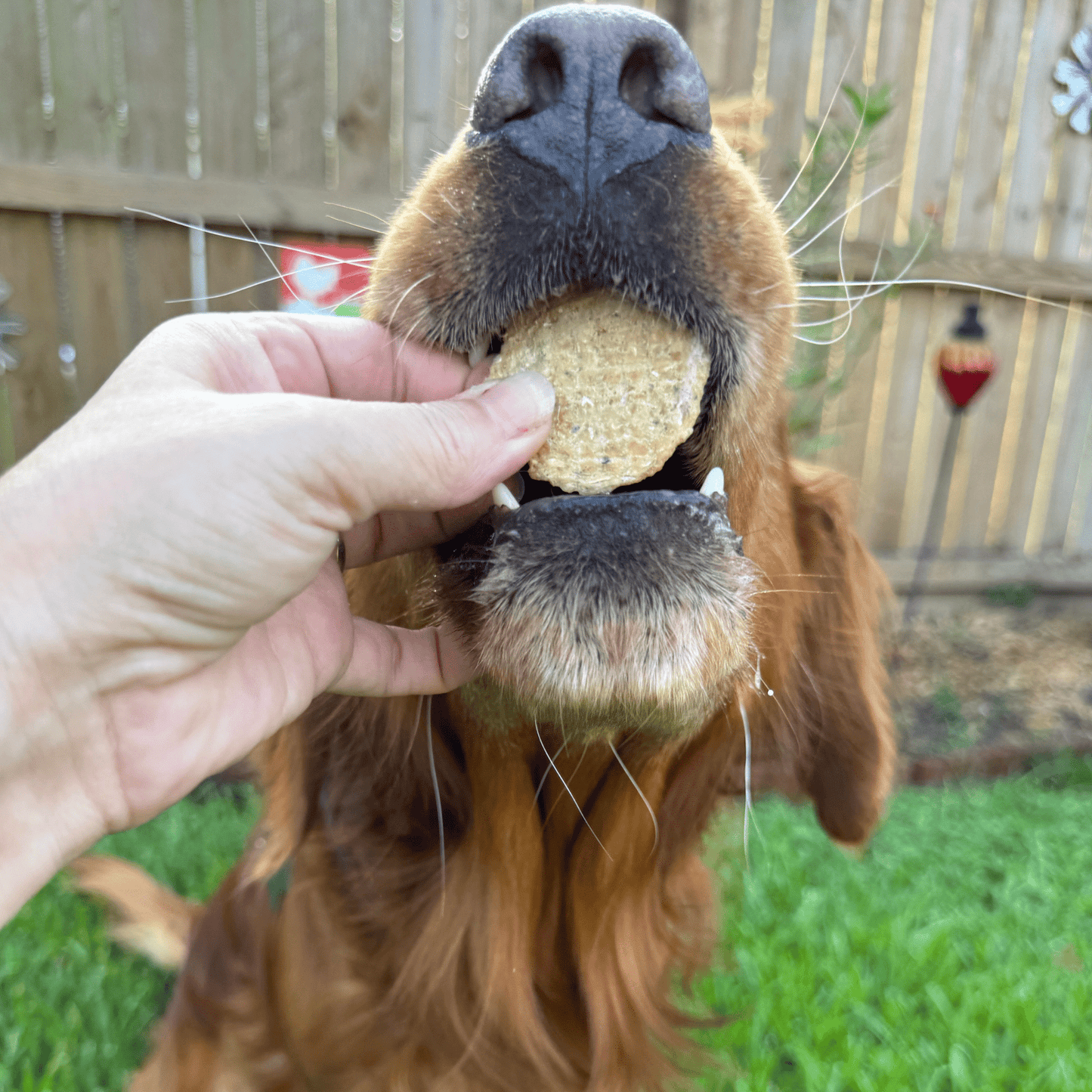 Fish Chips Snack Packs – Single-Ingredient Walleye Dog Treats | Training & Travel