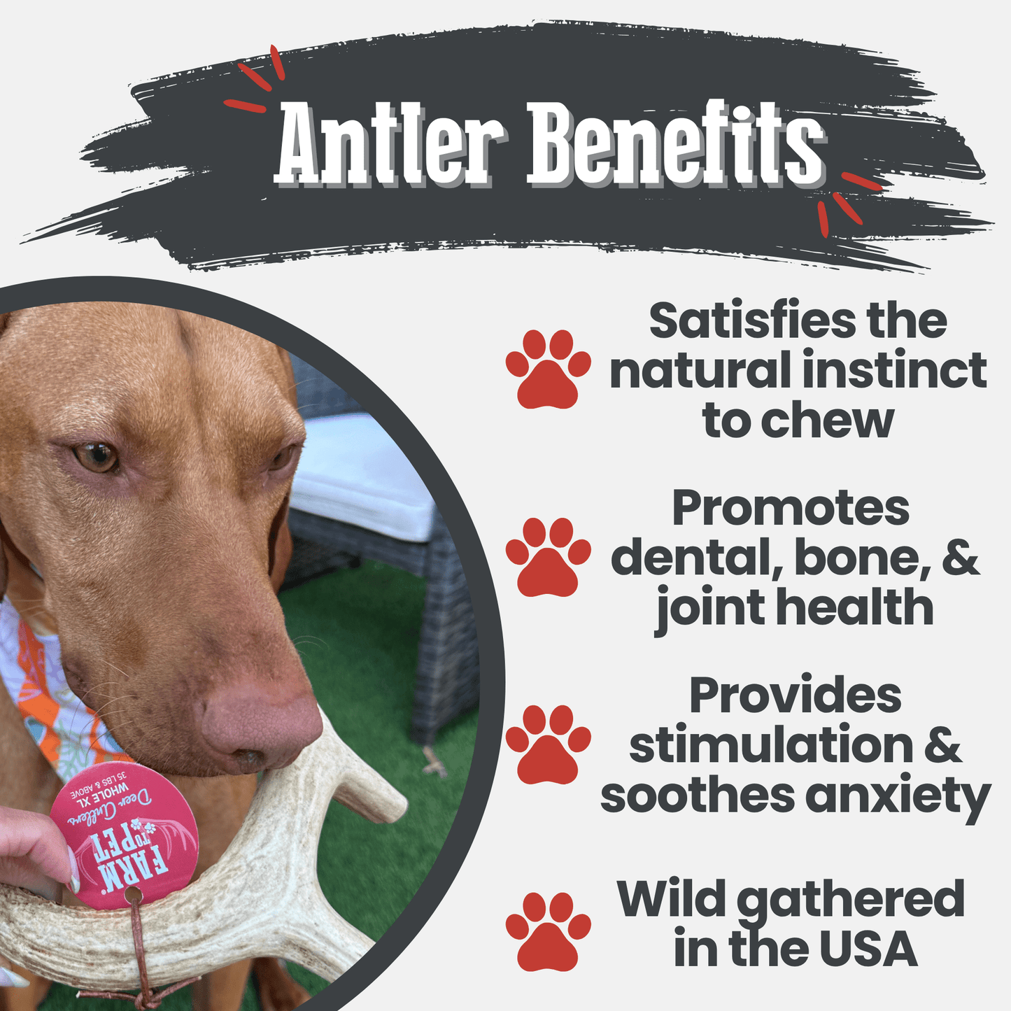 Deer Antler Dog Chews – Organic Long-Lasting Chews for Aggressive Chewers