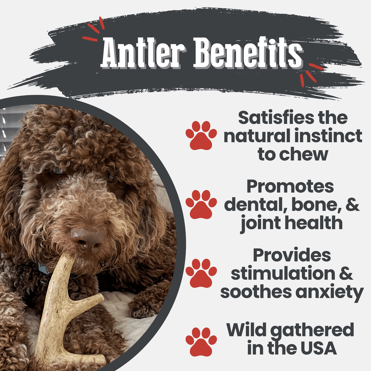 Deer Antler Dog Chews – Organic Long-Lasting Chews for Aggressive Chewers