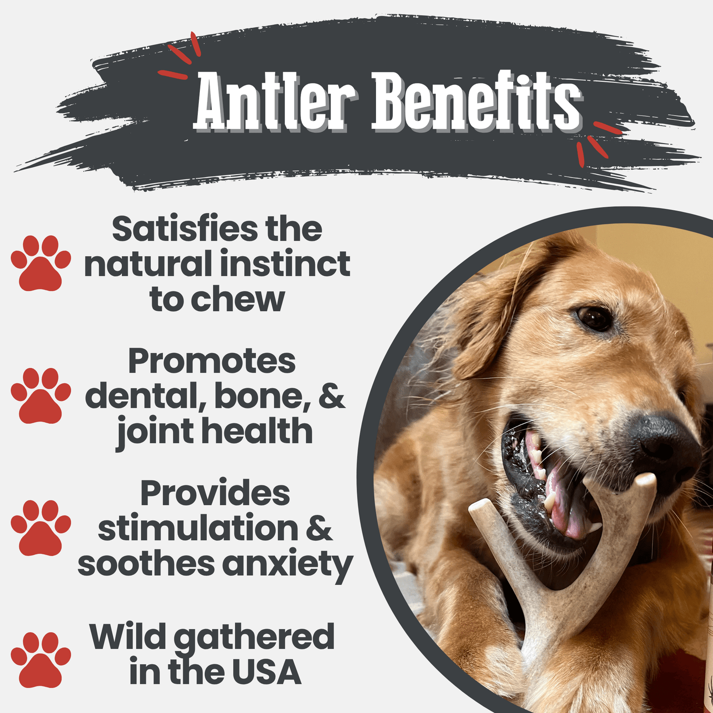 Deer Antler Dog Chews – Organic Long-Lasting Chews for Aggressive Chewers