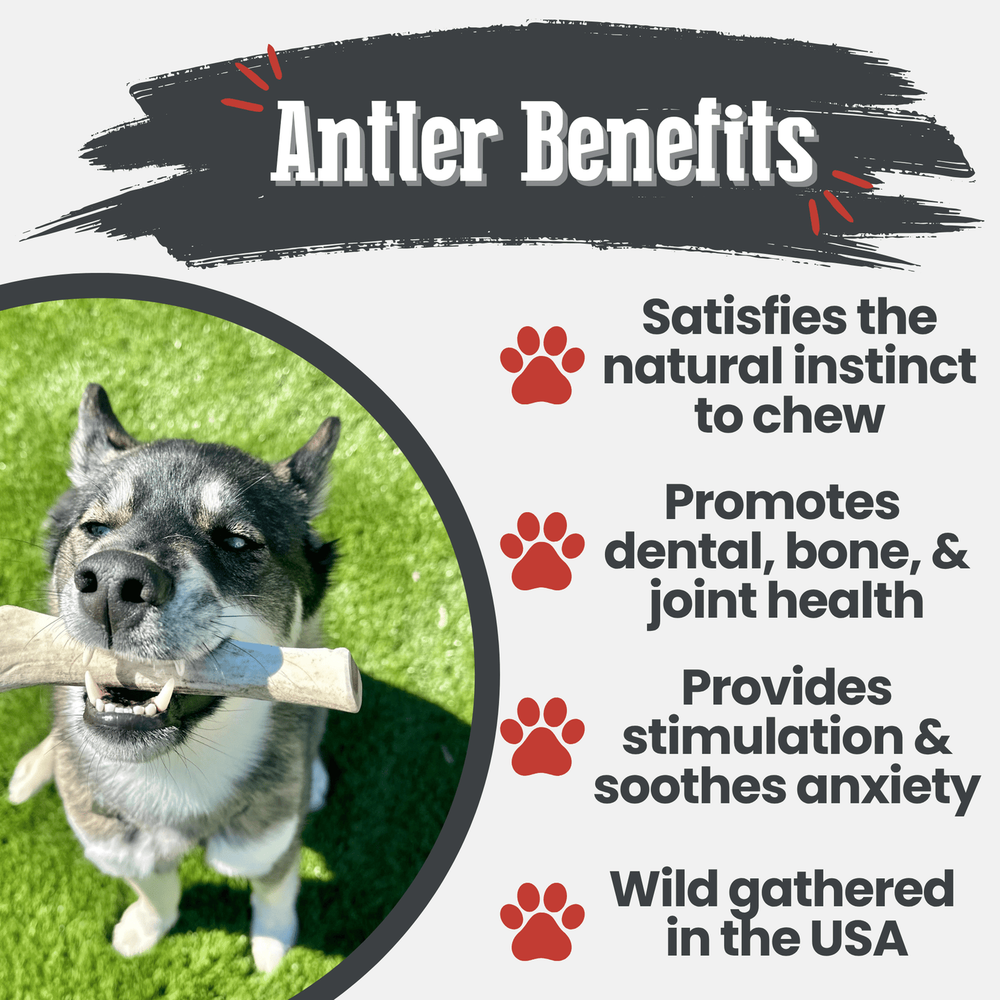 Reindeer Antler Dog Chews – Toughest Organic Chew | Whole & Split | Wild-Gathered Alaska