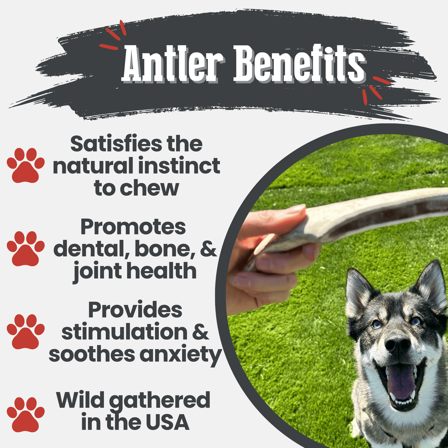 Reindeer Antler Dog Chews – Toughest Organic Chew | Whole & Split | Wild-Gathered Alaska
