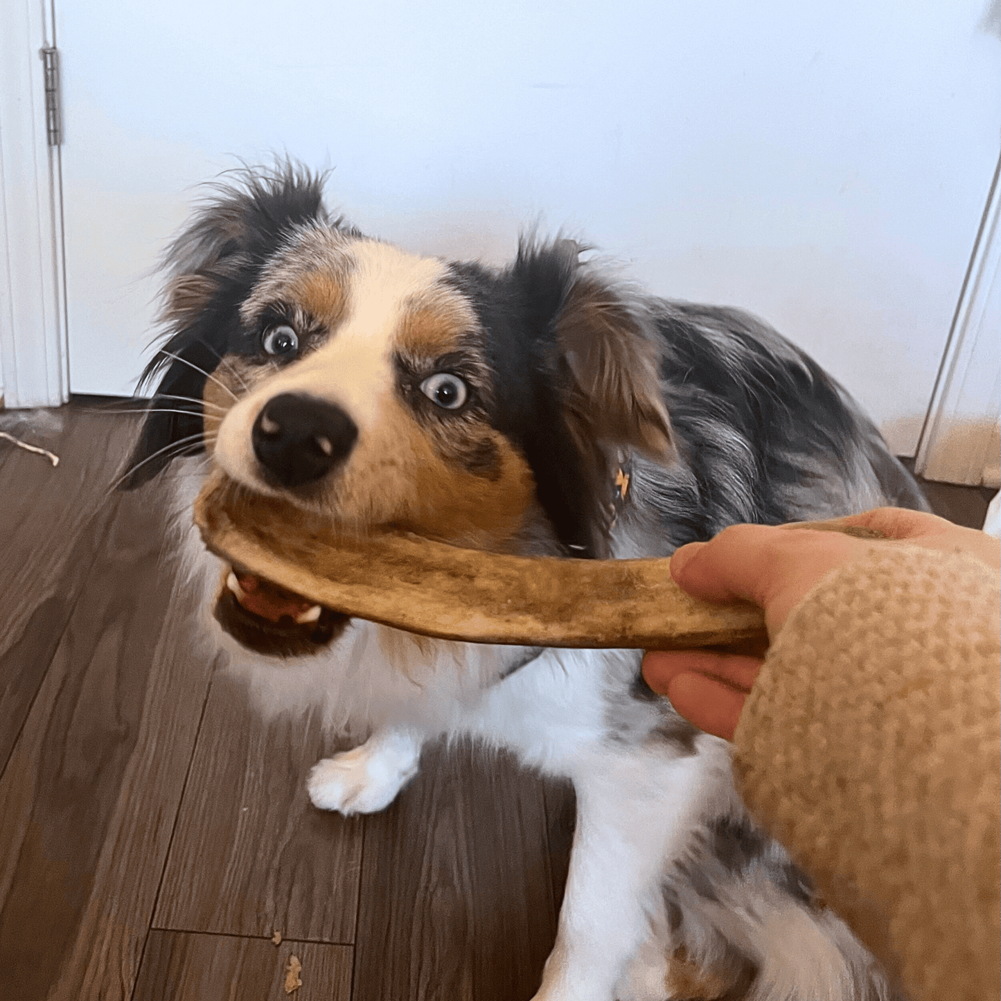 Reindeer Antler Dog Chews – Toughest Organic Chew | Whole & Split | Wild-Gathered Alaska