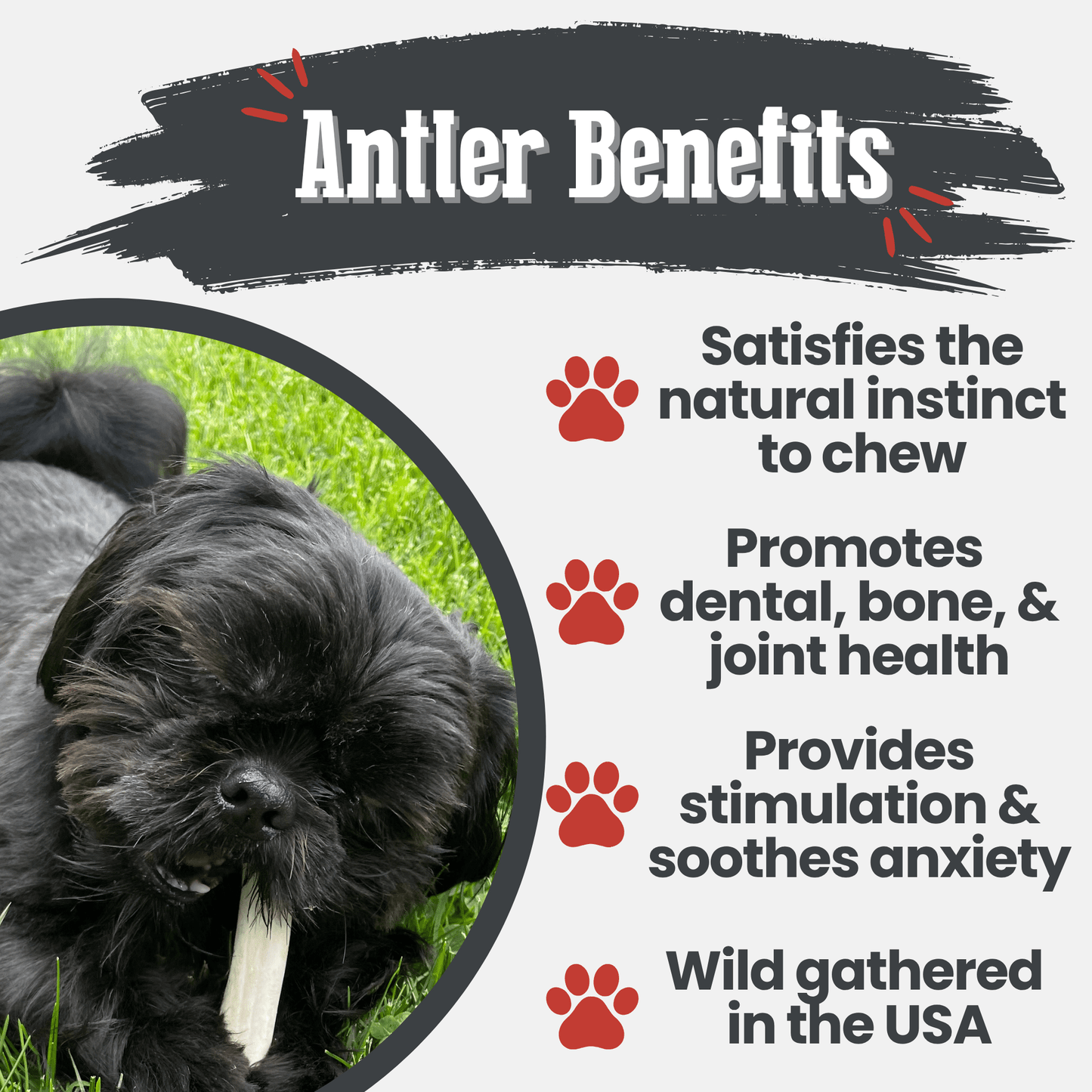 Reindeer Antler Dog Chews – Toughest Organic Chew | Whole & Split | Wild-Gathered Alaska