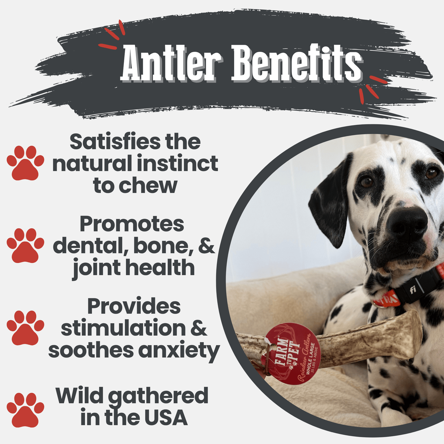 Reindeer Antler Dog Chews – Toughest Organic Chew | Whole & Split | Wild-Gathered Alaska