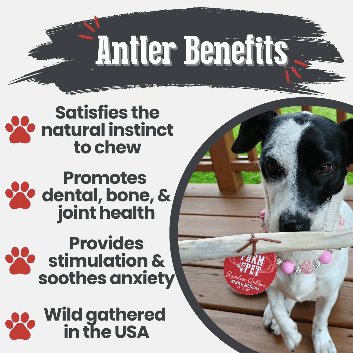 Reindeer Antler Dog Chews – Toughest Organic Chew | Whole & Split | Wild-Gathered Alaska