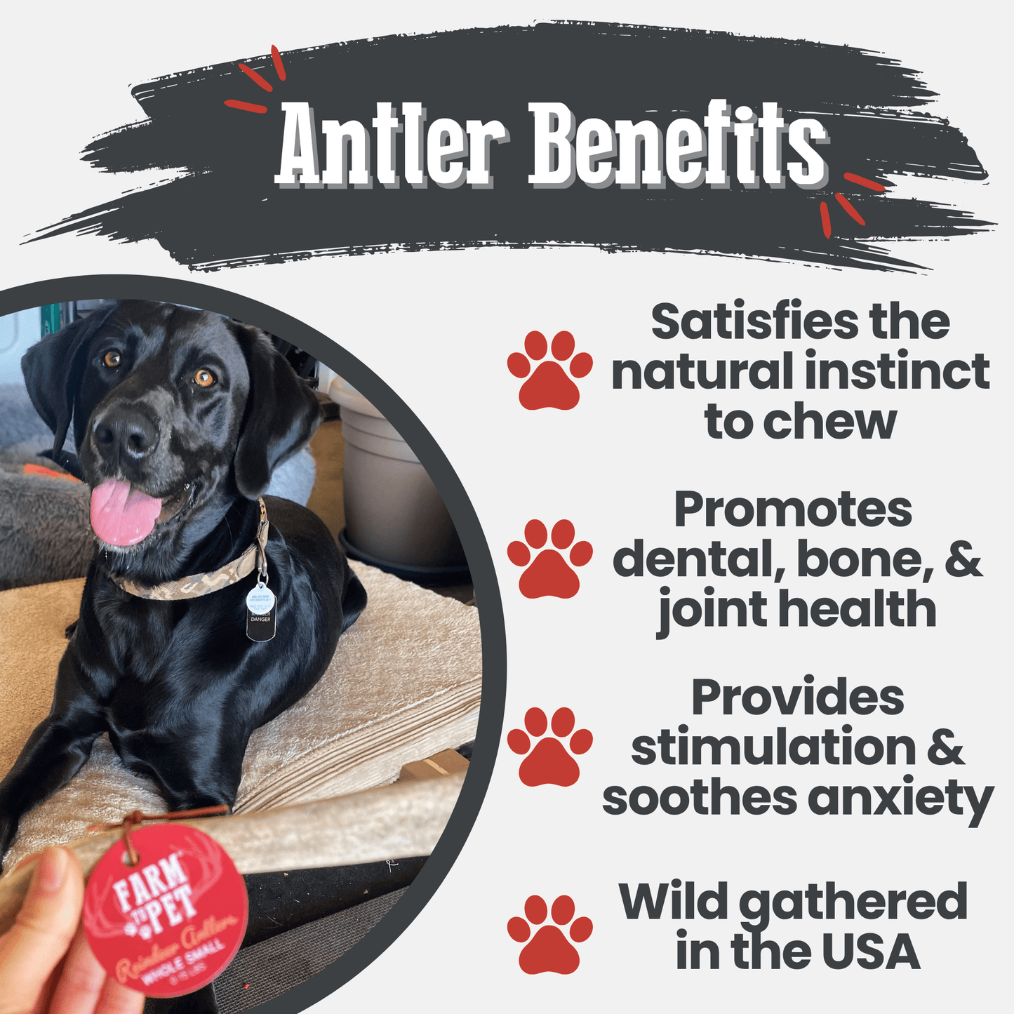 Reindeer Antler Dog Chews – Toughest Organic Chew | Whole & Split | Wild-Gathered Alaska