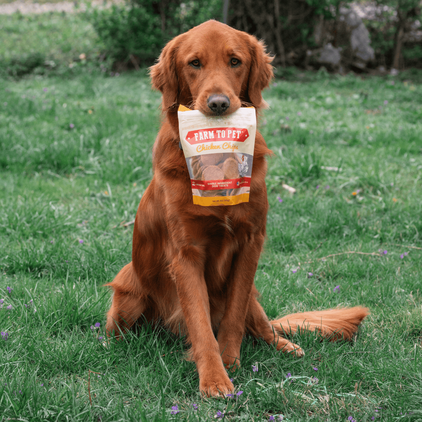 Chicken Chips for Dogs – Single-Ingredient, 80% Protein | Human-Grade | Made in USA