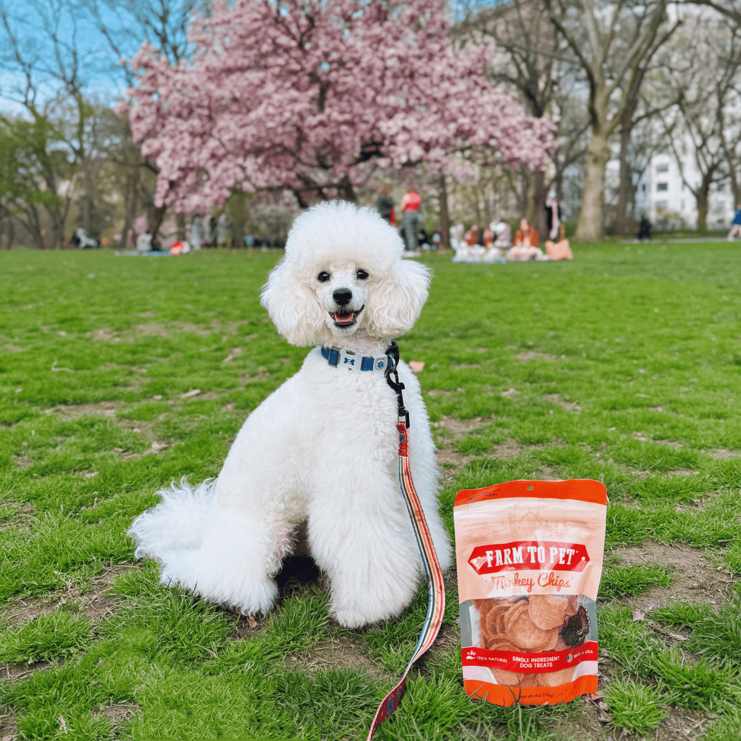 Turkey Chips for Dogs – Single-Ingredient, 85% Protein | Human-Grade | Made in USA
