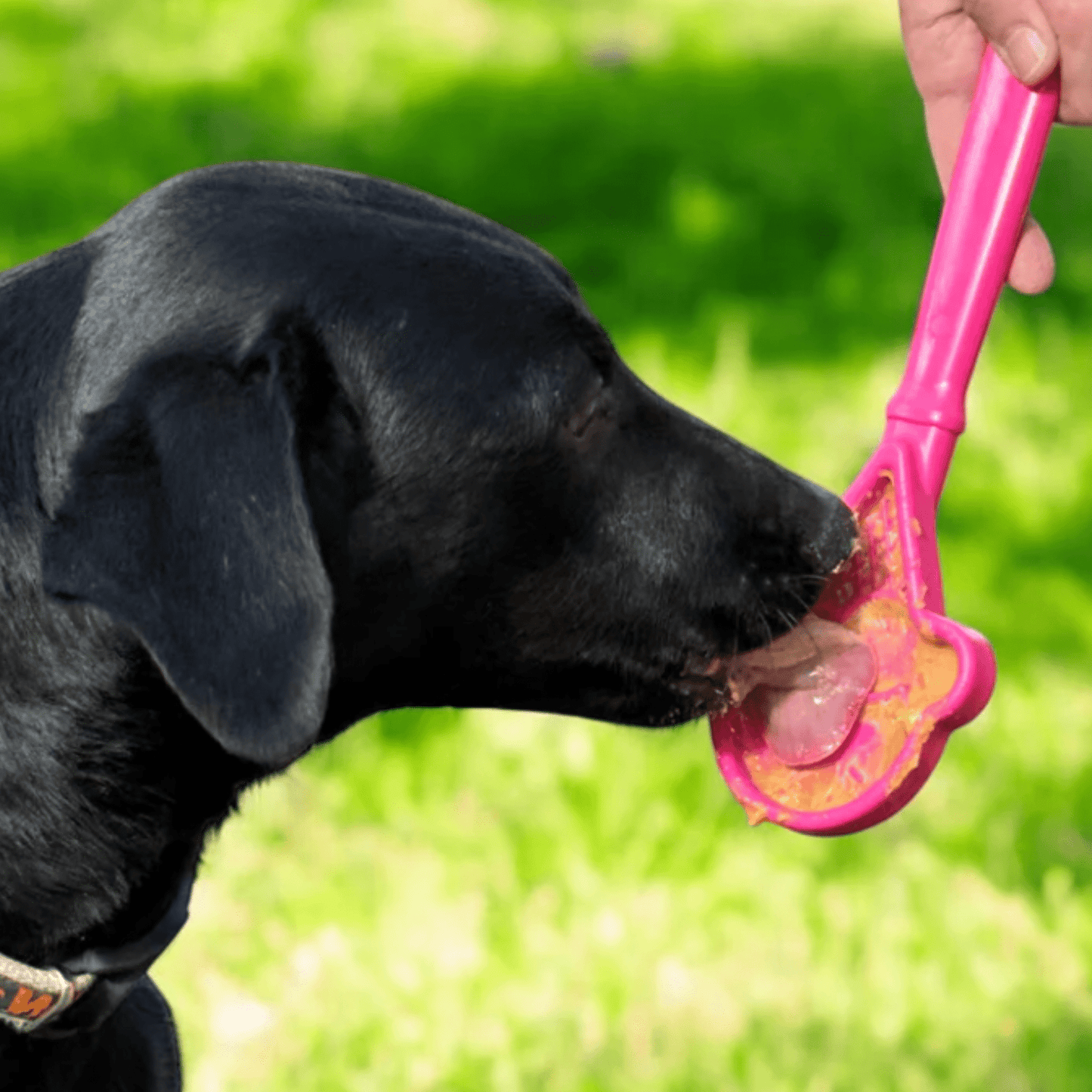 SodaPup Lick Sticks – Hand-Held Dog Enrichment & Training Toy | Dishwasher Safe | 4 Styles