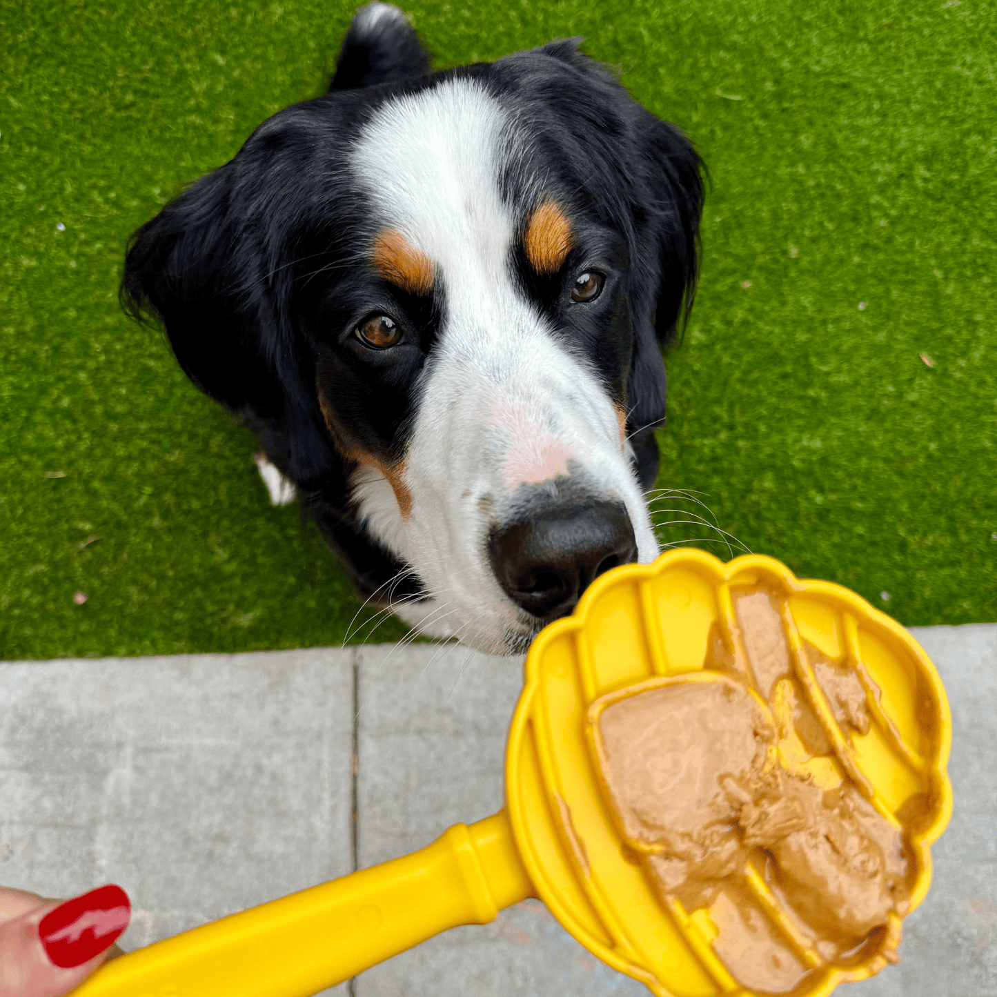 SodaPup Lick Sticks – Hand-Held Dog Enrichment & Training Toy | Dishwasher Safe | 4 Styles