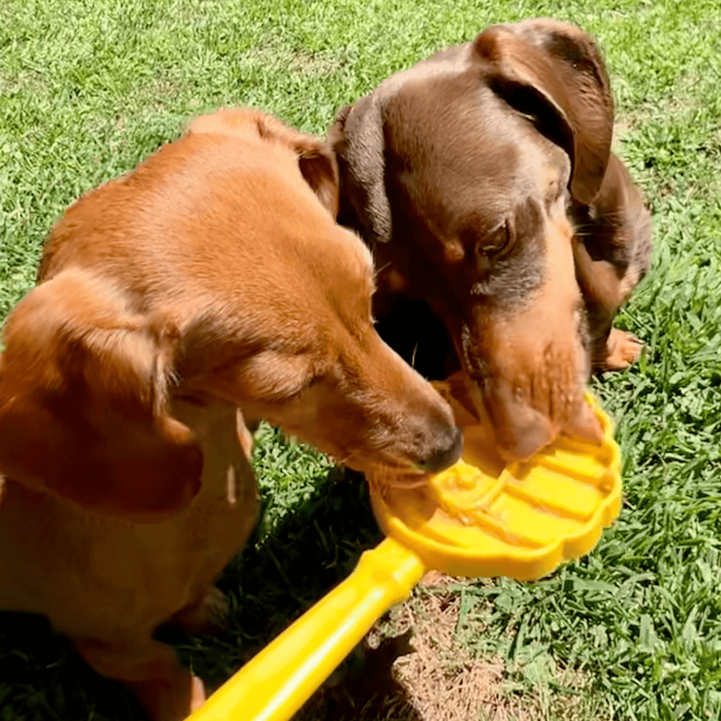 SodaPup Lick Sticks – Hand-Held Dog Enrichment & Training Toy | Dishwasher Safe | 4 Styles
