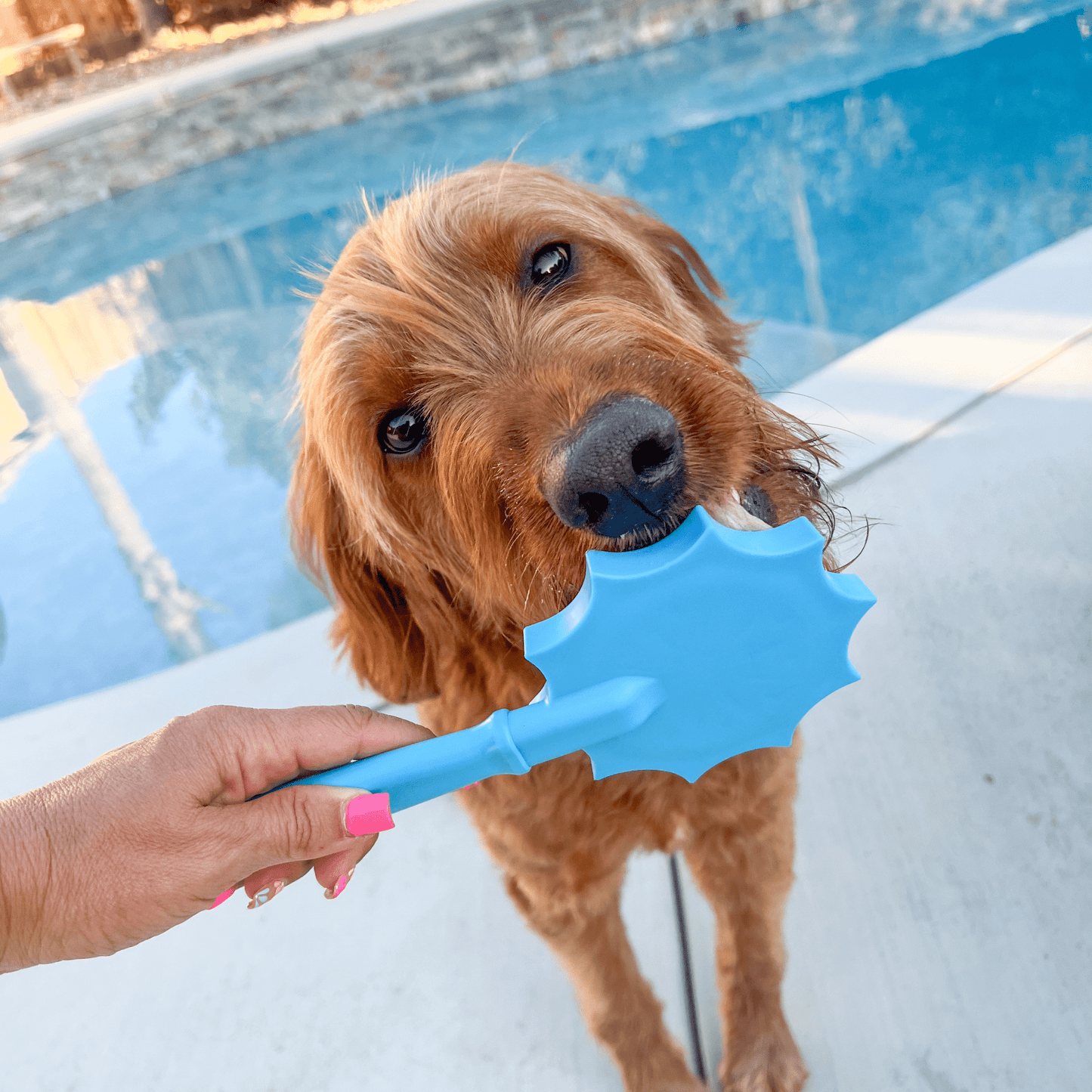 SodaPup Lick Sticks – Hand-Held Dog Enrichment & Training Toy | Dishwasher Safe | 4 Styles