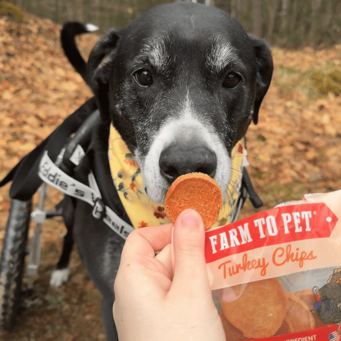Turkey Chips Snack Packs – Single-Ingredient, Low-Allergen | Training Treats | Made in USA
