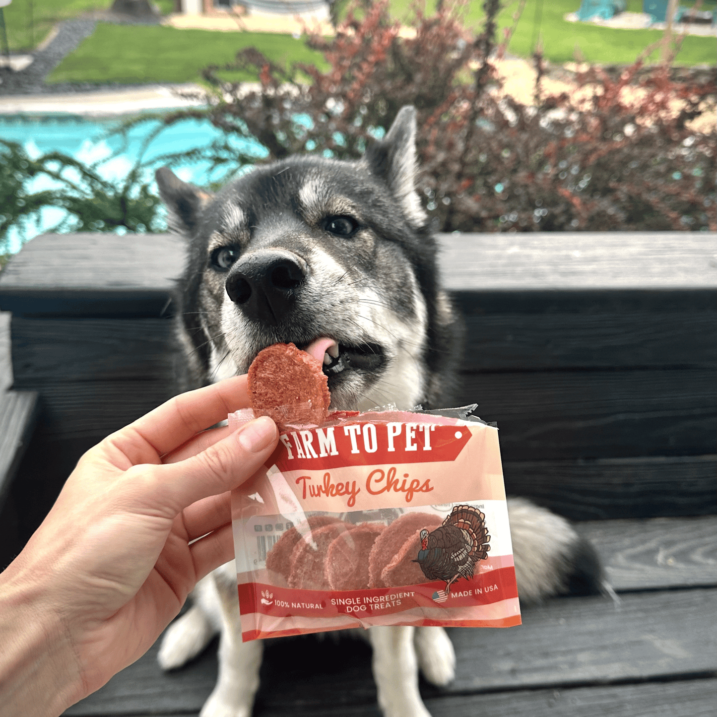 Turkey Chips Snack Packs – Single-Ingredient, Low-Allergen | Training Treats | Made in USA