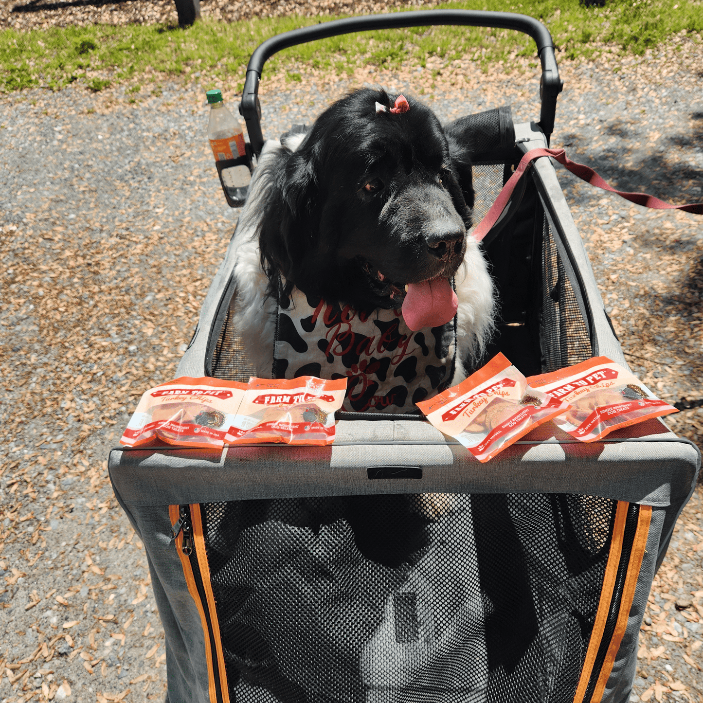 Turkey Chips Snack Packs – Single-Ingredient, Low-Allergen | Training Treats | Made in USA